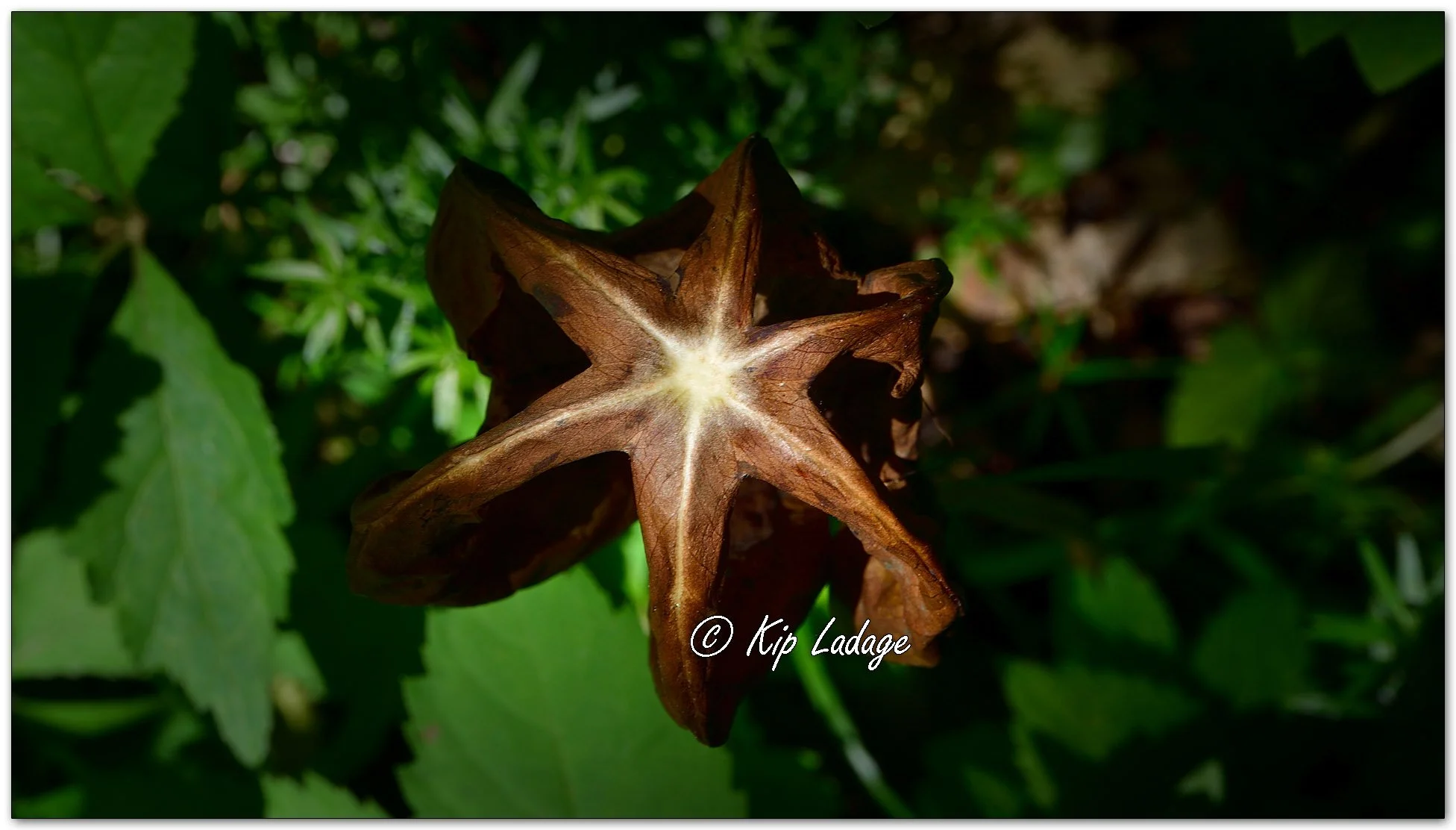 Brown Mayapple Leaves - Image 1097916