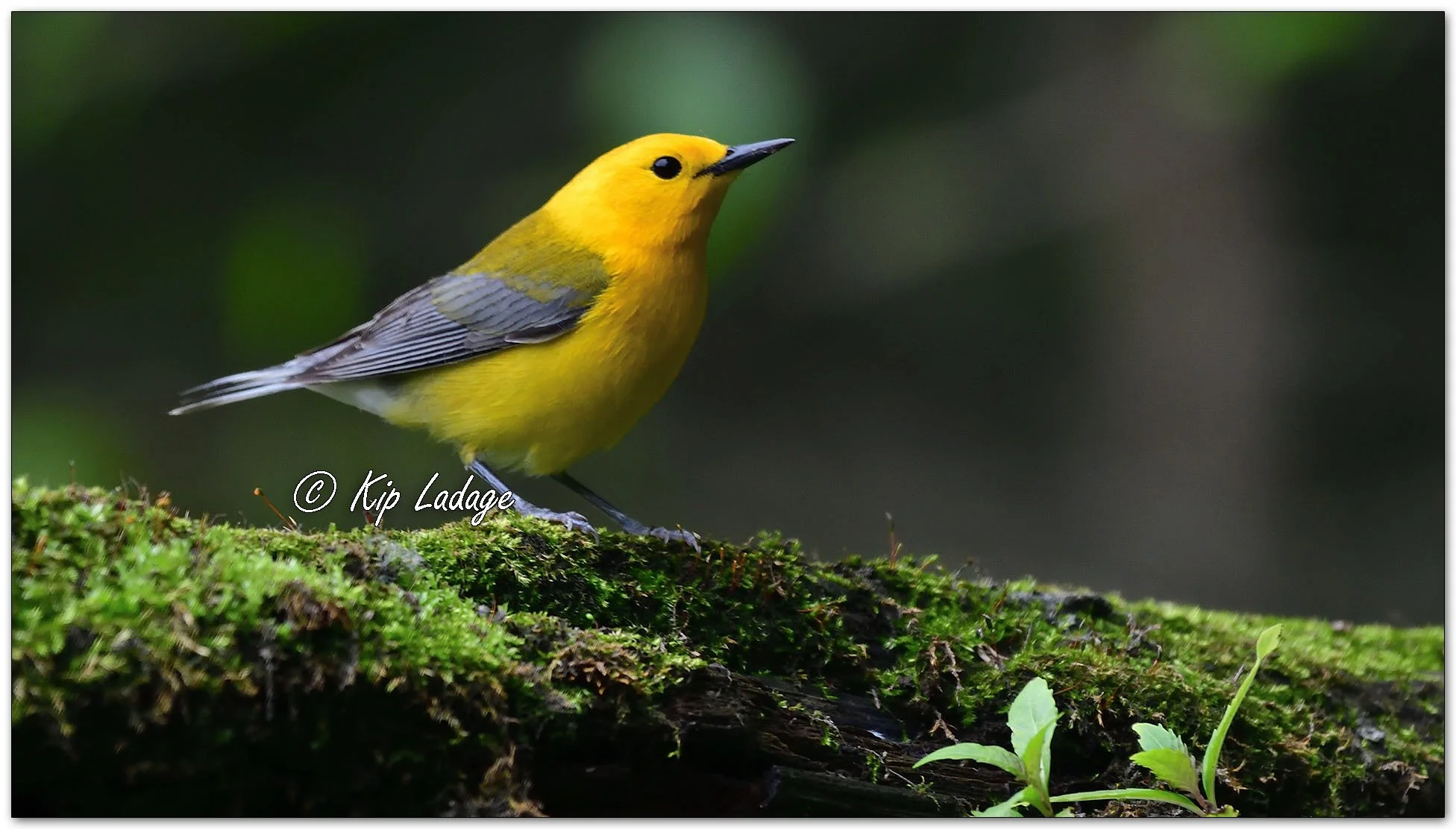 Prothonotary Warbler - Image 1098894