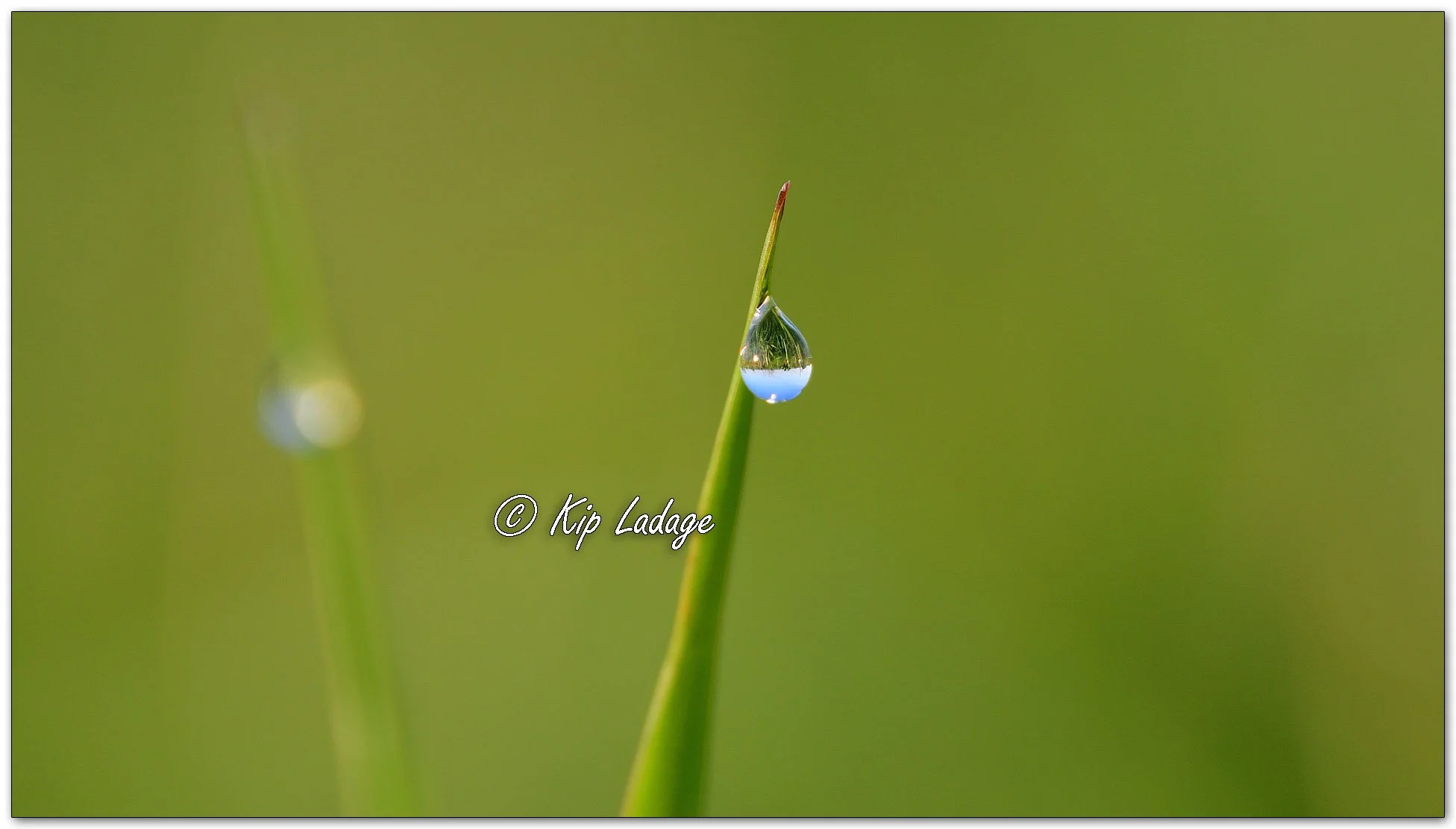 Dew Drops on Grass - Image 1099364