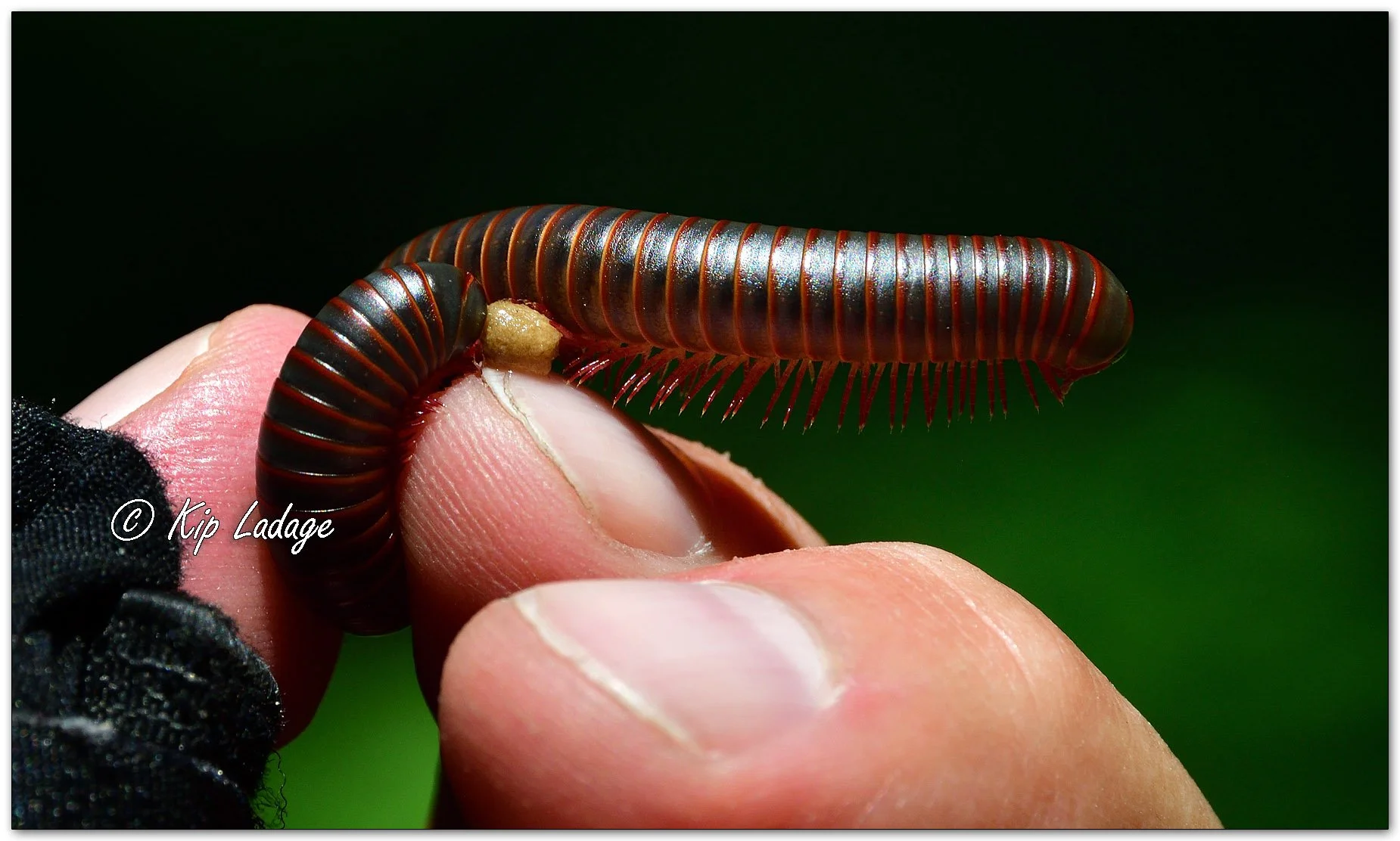 American Giant Millipede - Image 1099909