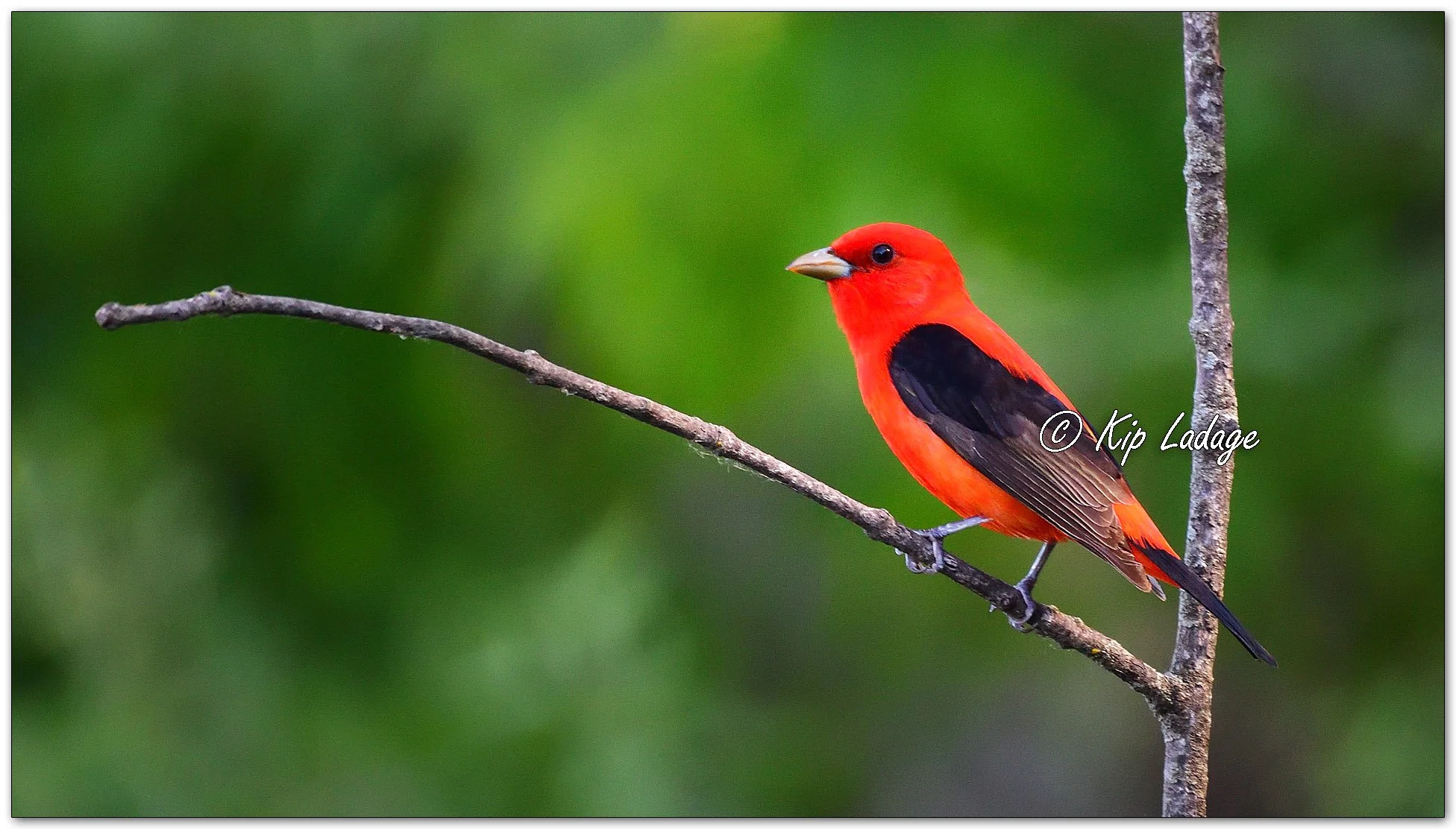 Scarlet Tanager - Image 1100519