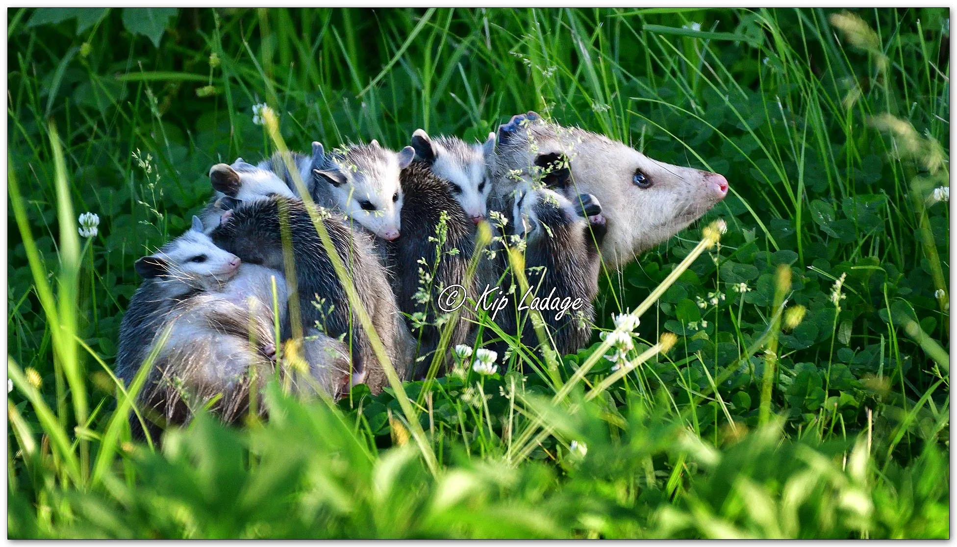 Opossum Carrying Young - Image 1104364