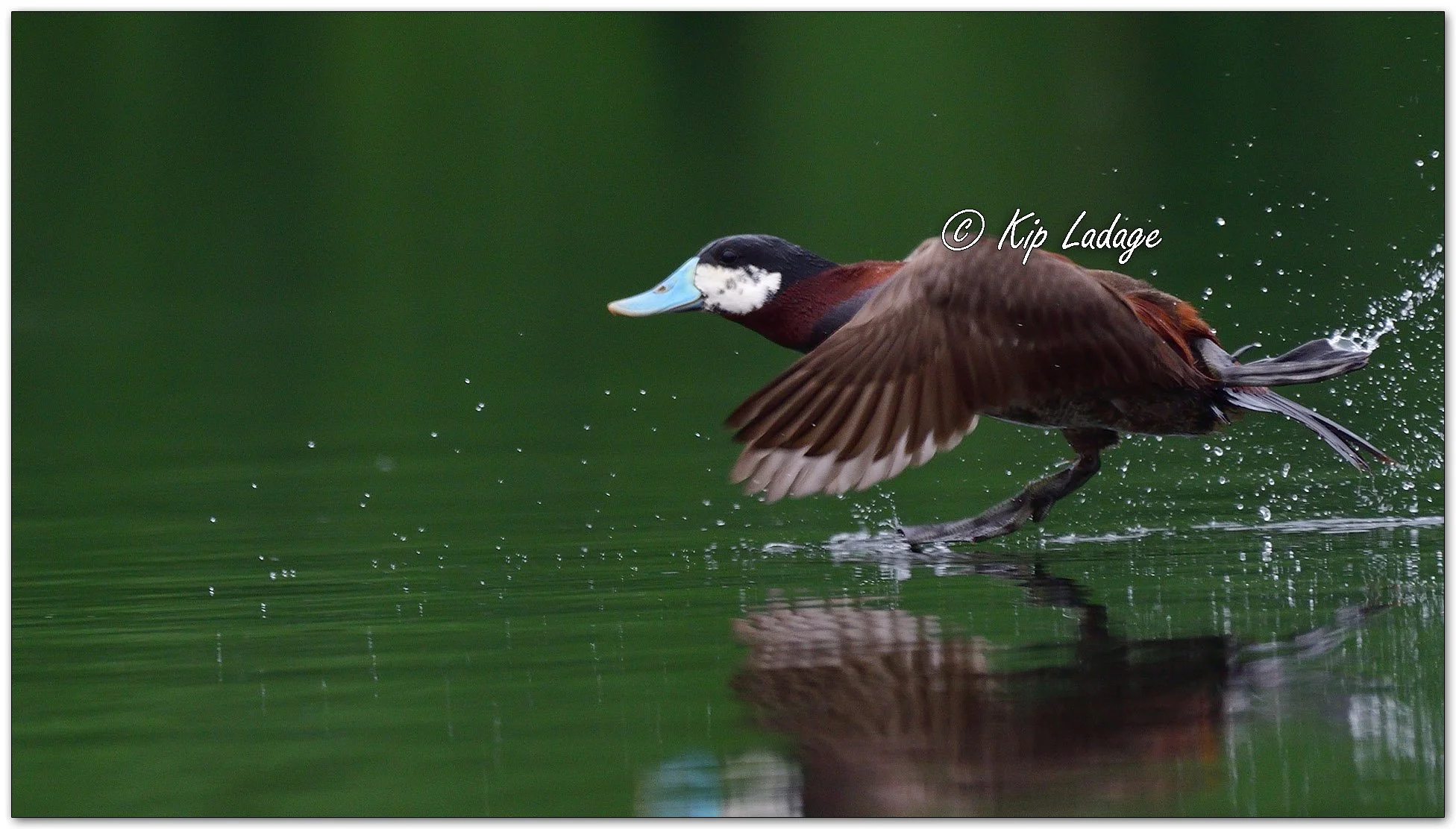 Ruddy Duck - Image 1107229