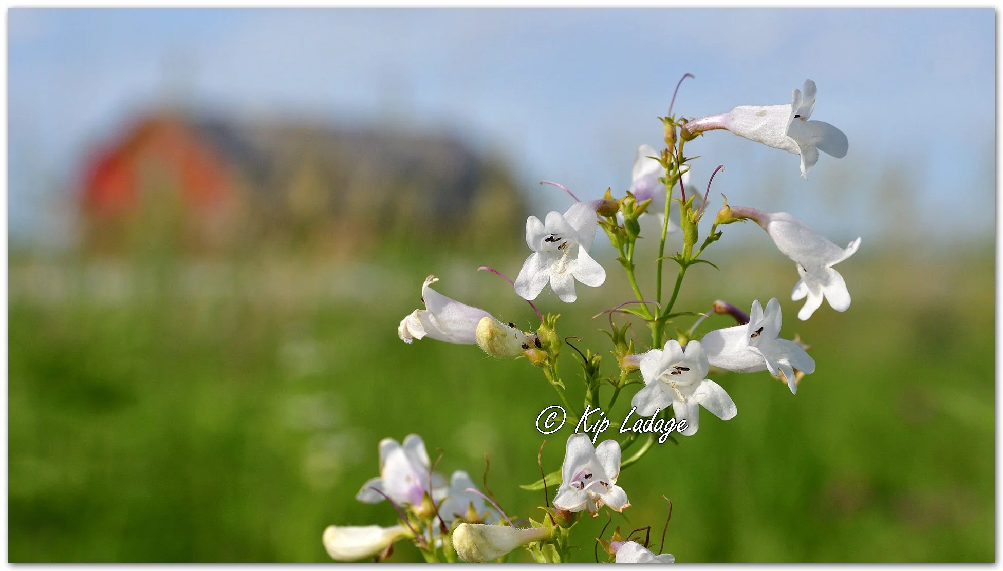 Foxglove Beardtongue - Image 1110146