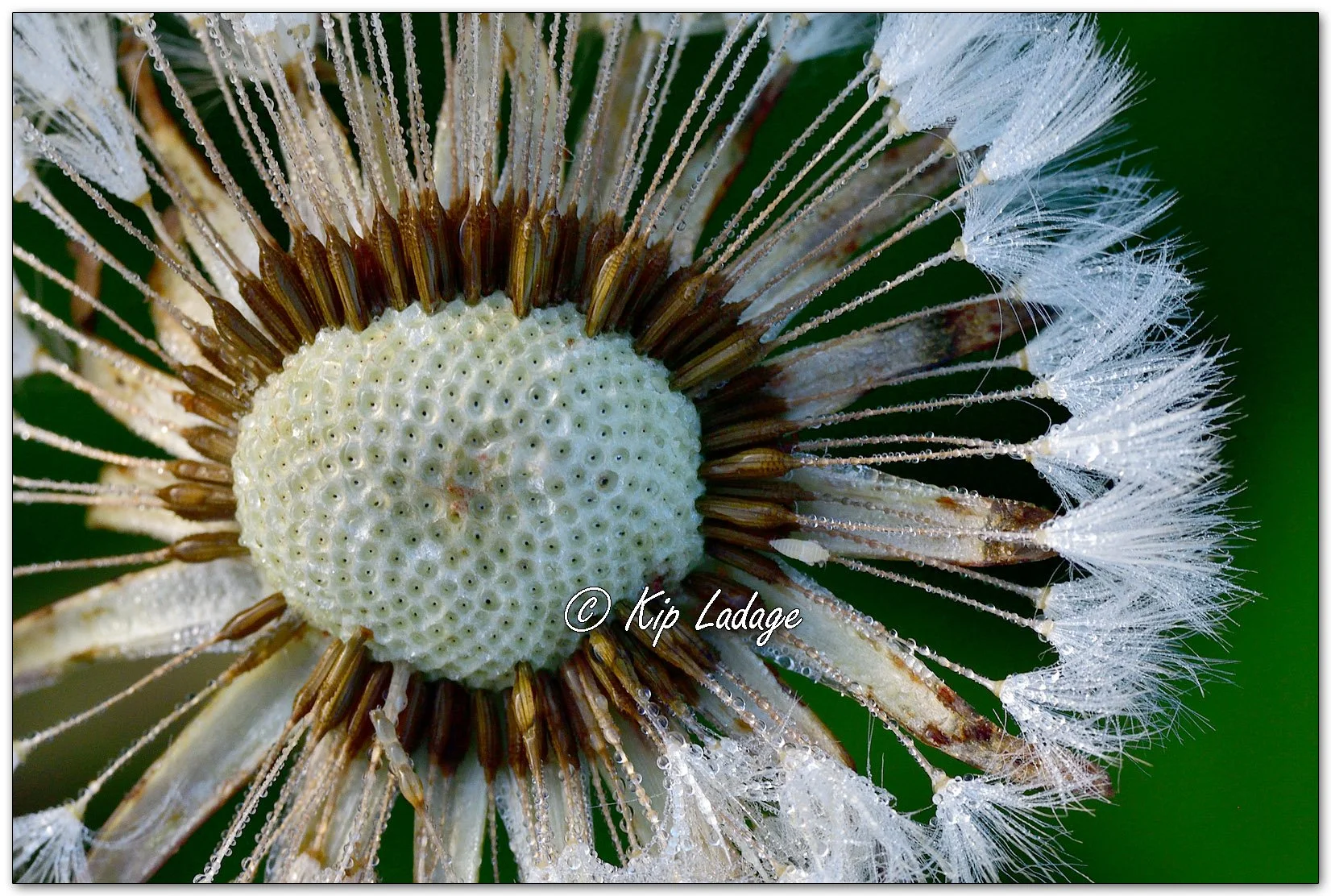 Dew-covered Dandelion - Image 1111332