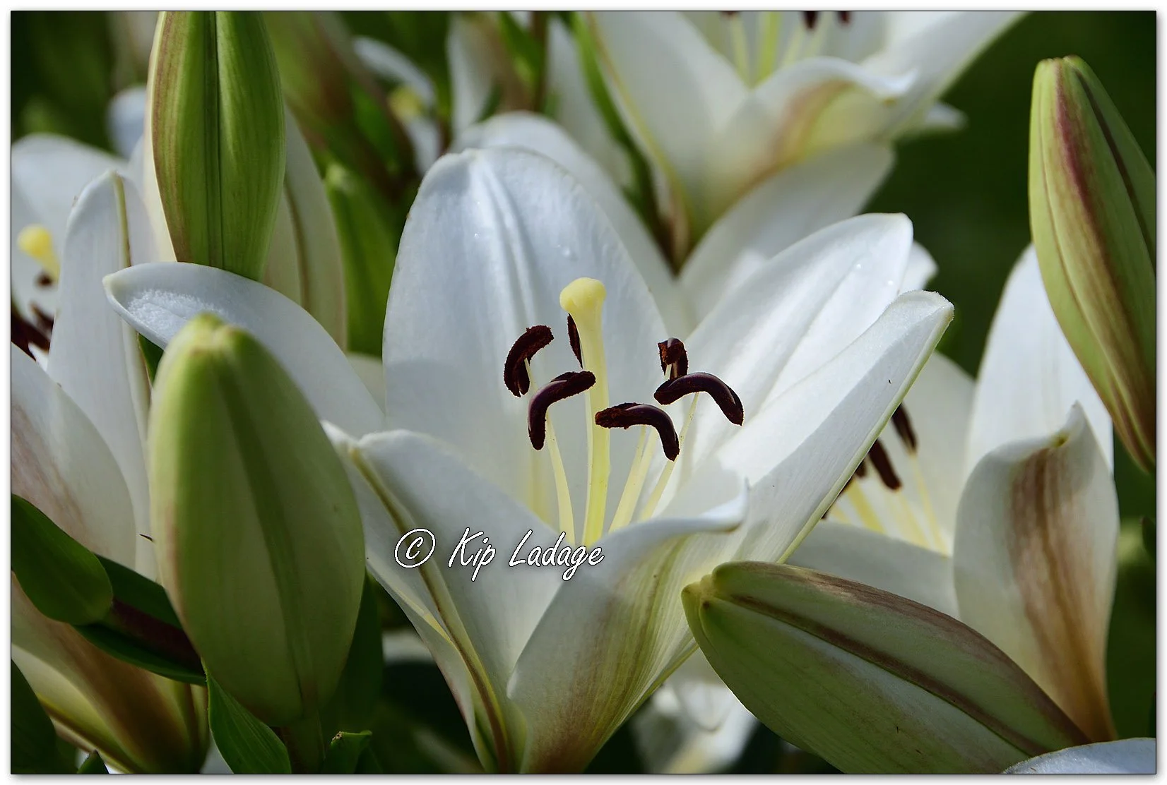 Easter Lily - Image 1113491
