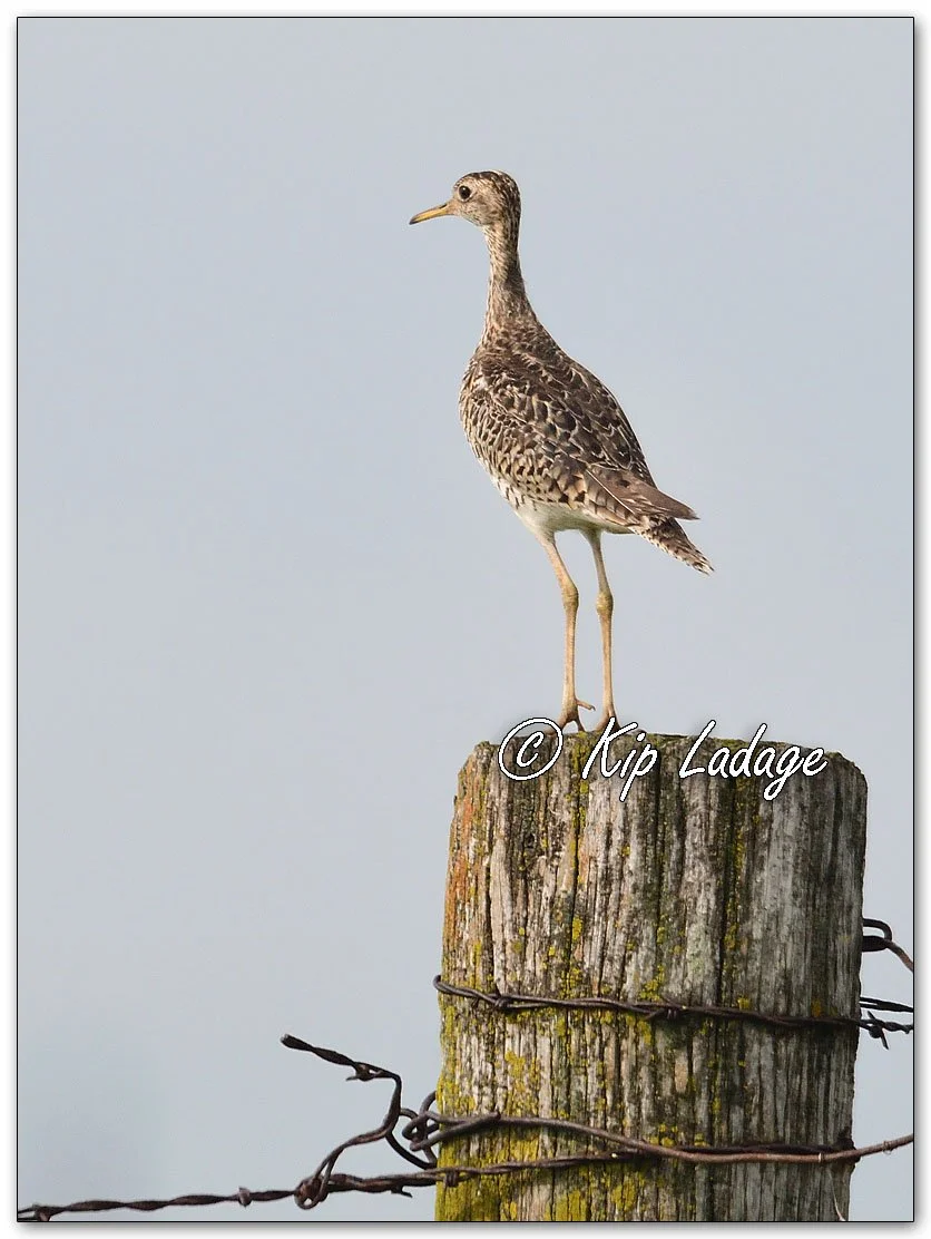 Upland Sandpiper - Image 1120383v