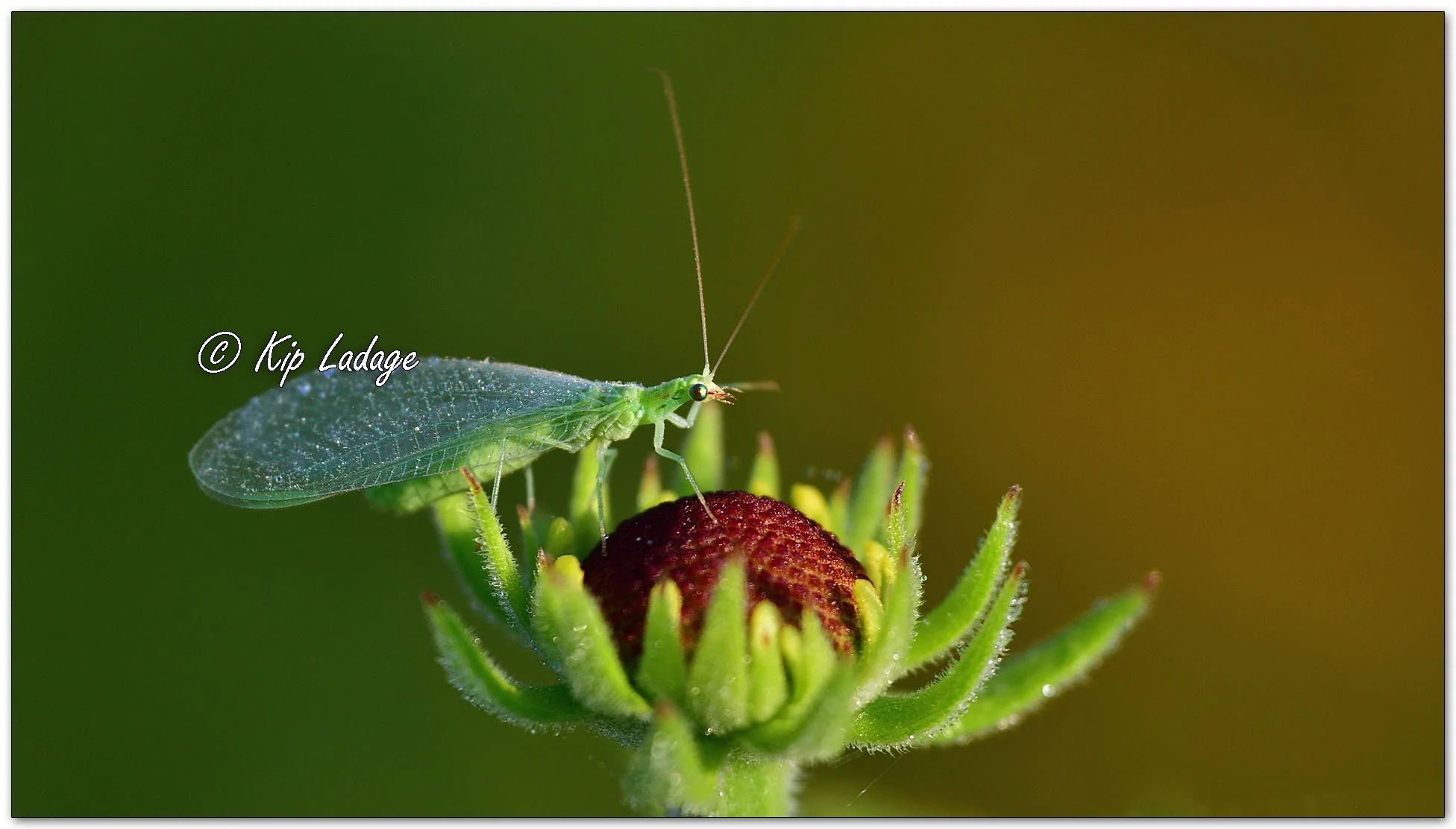 Dew on Red-lipped Green Lacewing - Image 1120685