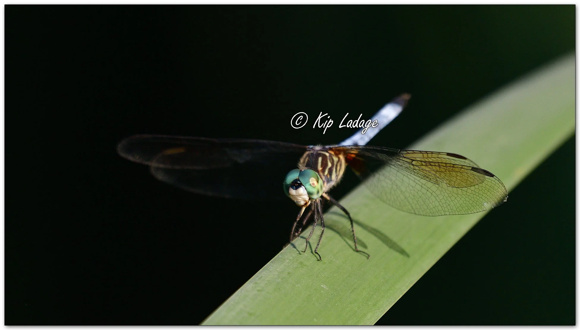 Blue Dasher Dragonfly - Image 11219798