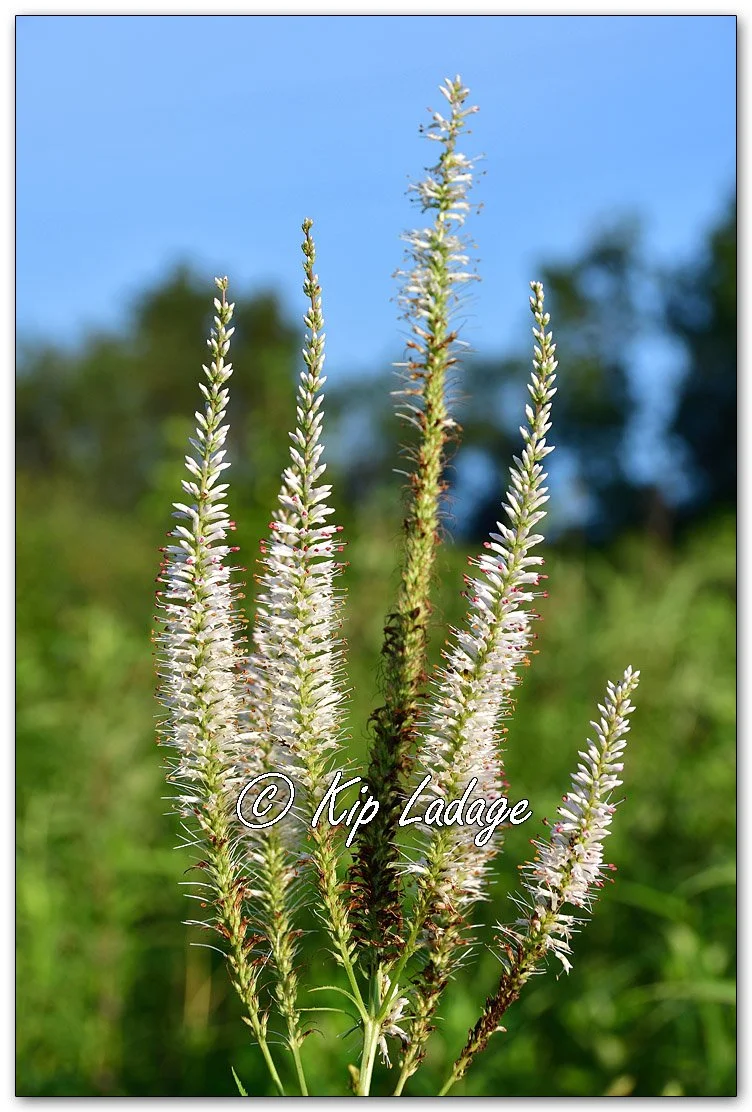Culver's Root - Image 1124525