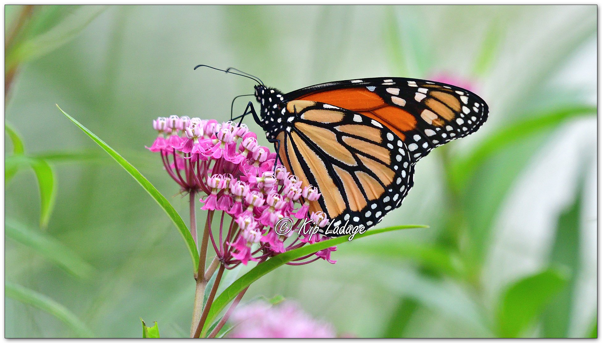 Monarch Butterfly on Swamp Milkweed - Image 1132068