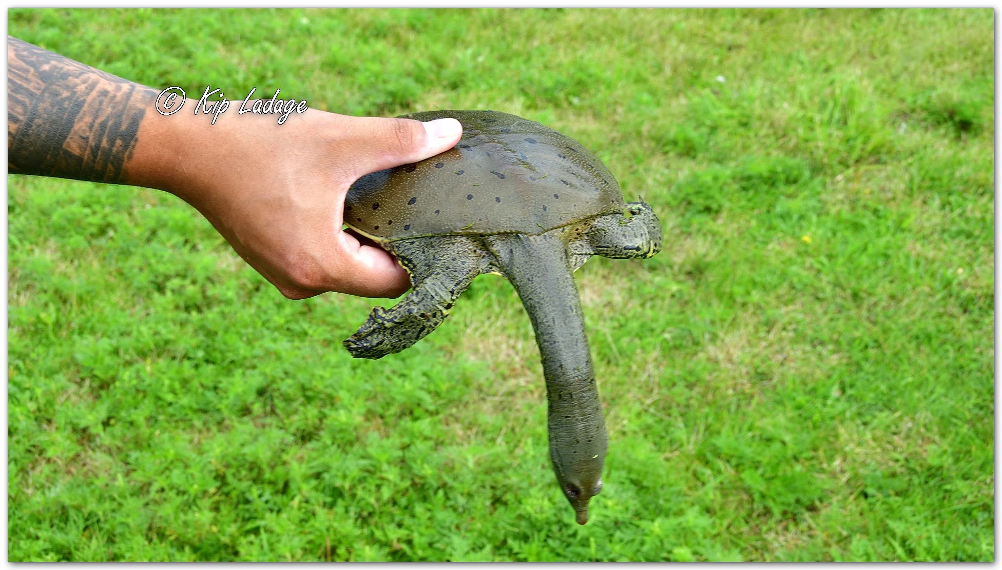 Dead Spiny Softshell Turtle - Image 1136284