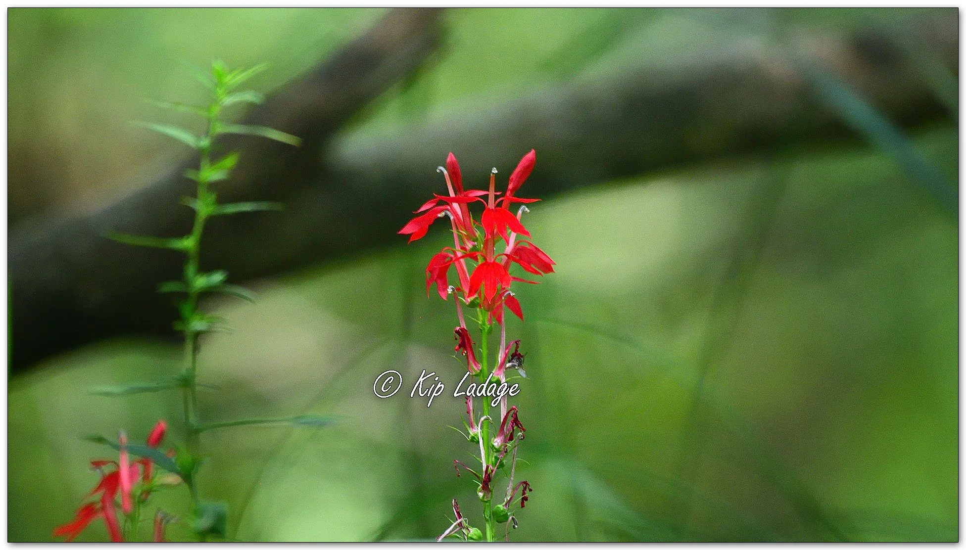 Cardinal Flower - Image 1140427