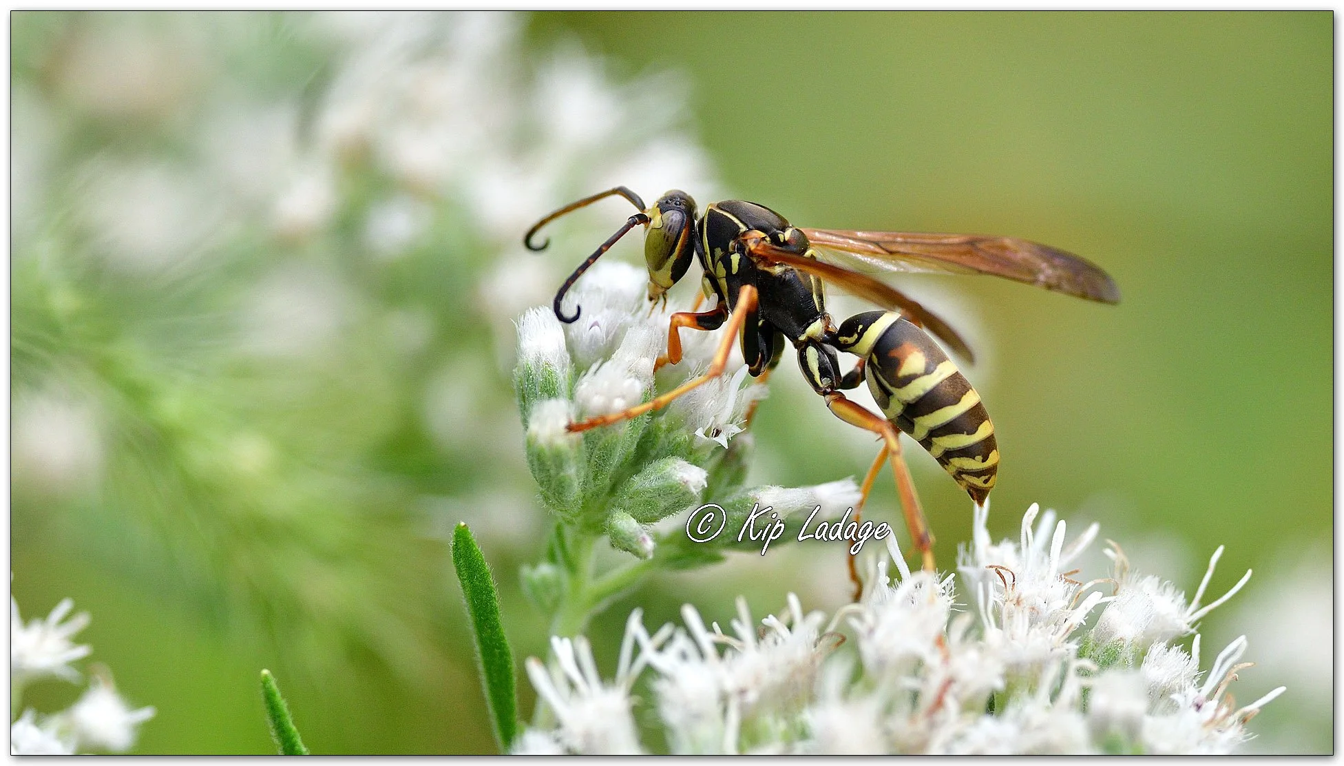 Northern Paper Wasp - Image 1151719
