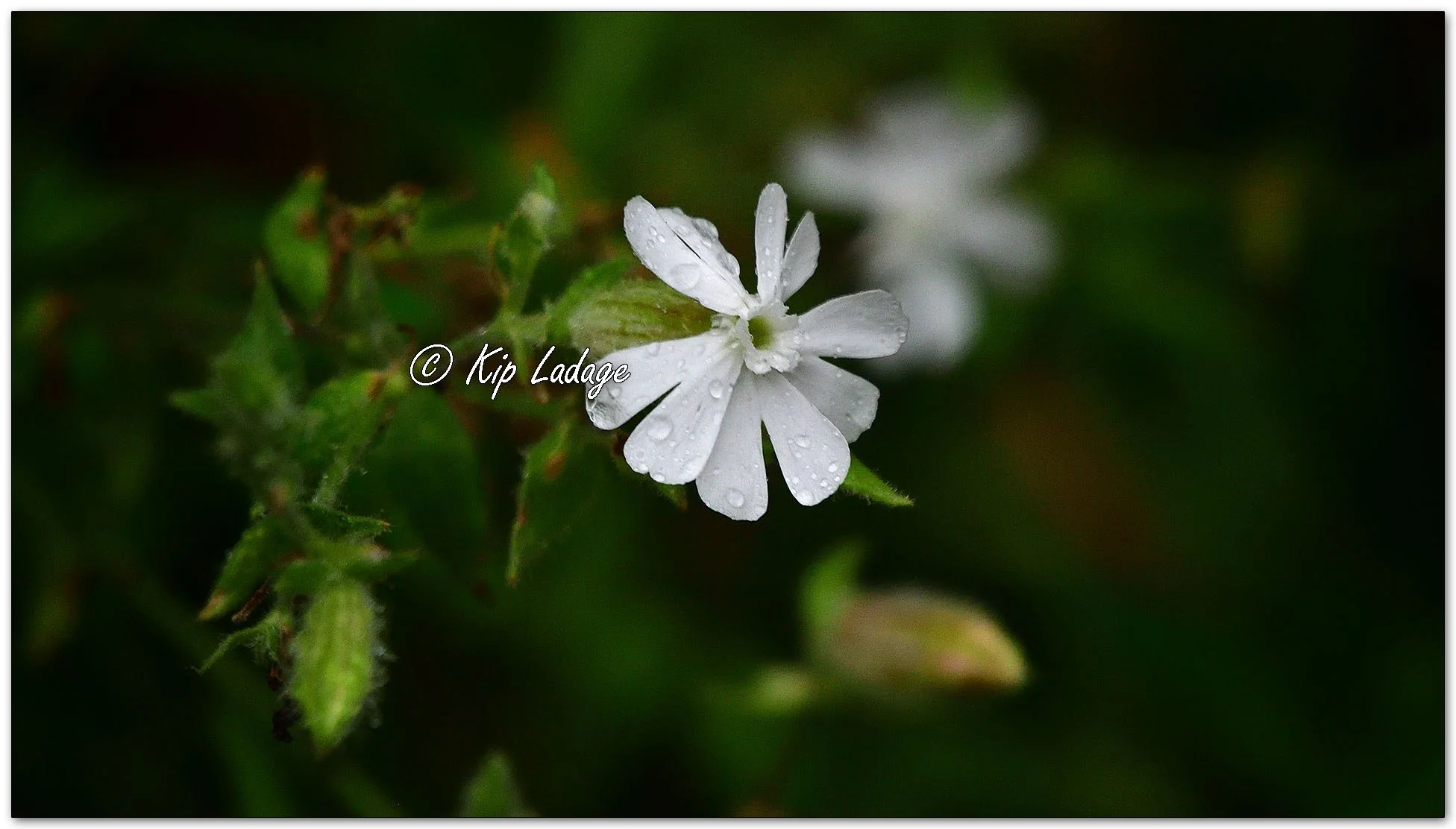 Bladder Campion in Rain - Image 1152058