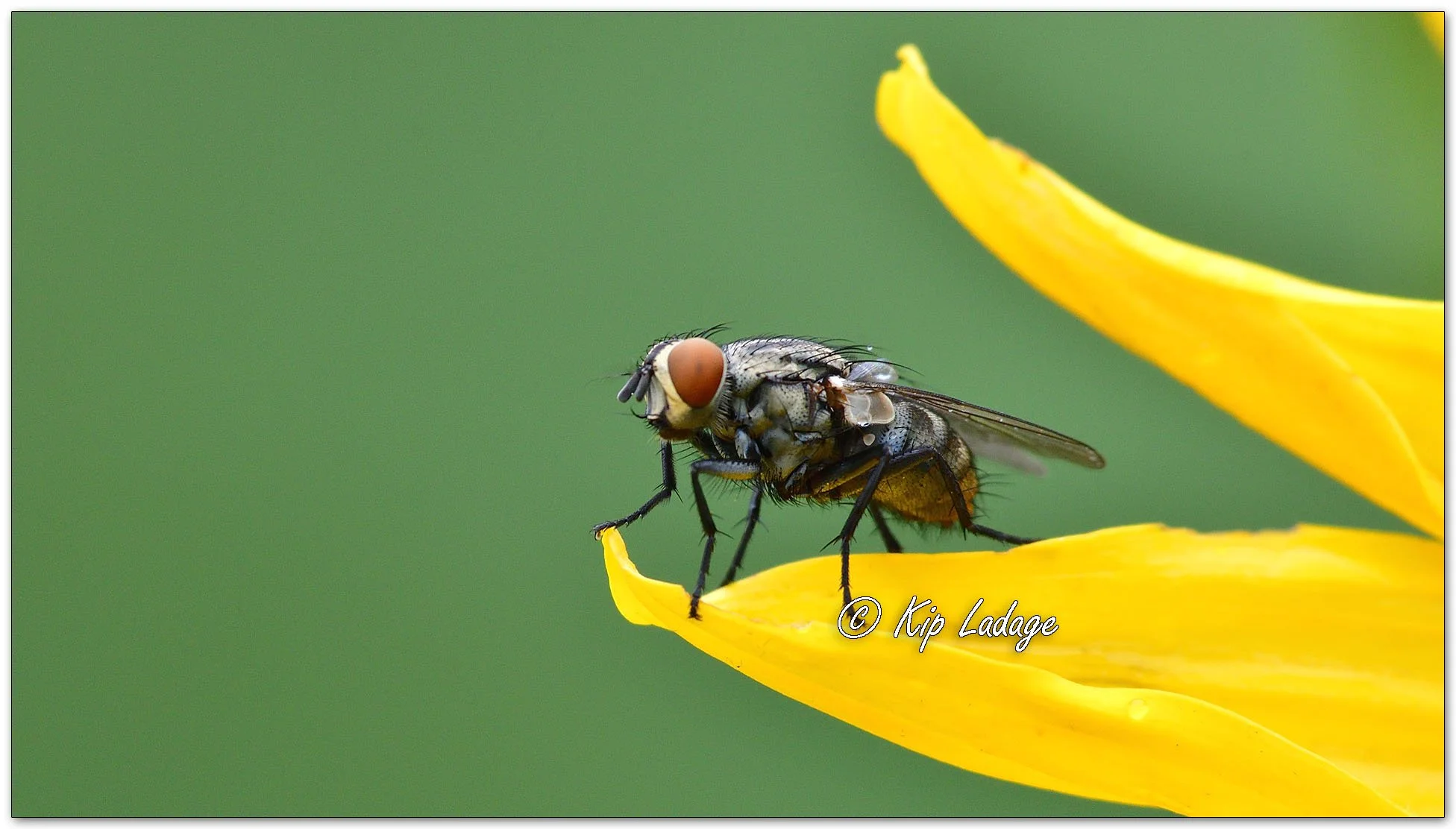 Flesh Fly on False Sunflower - Image 1152277