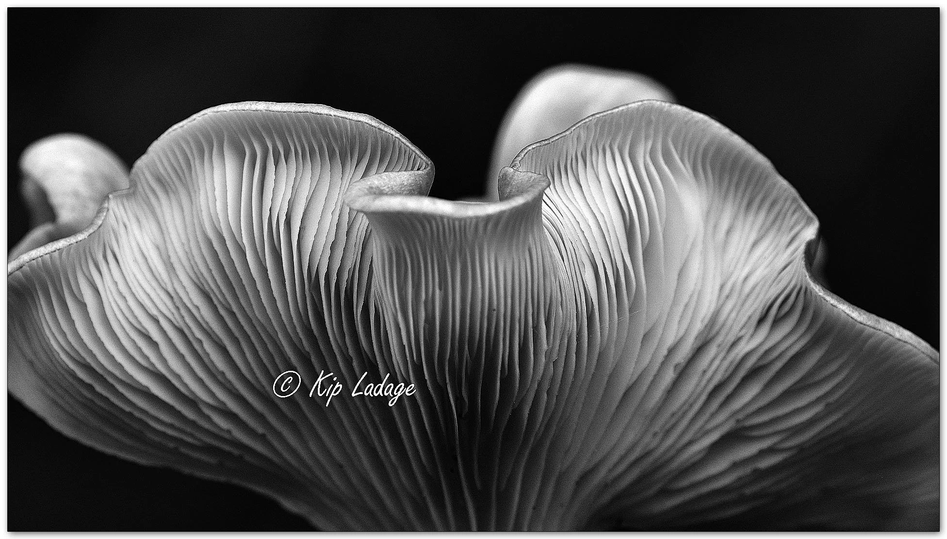 Oyster Mushroom - Image 1153631mono