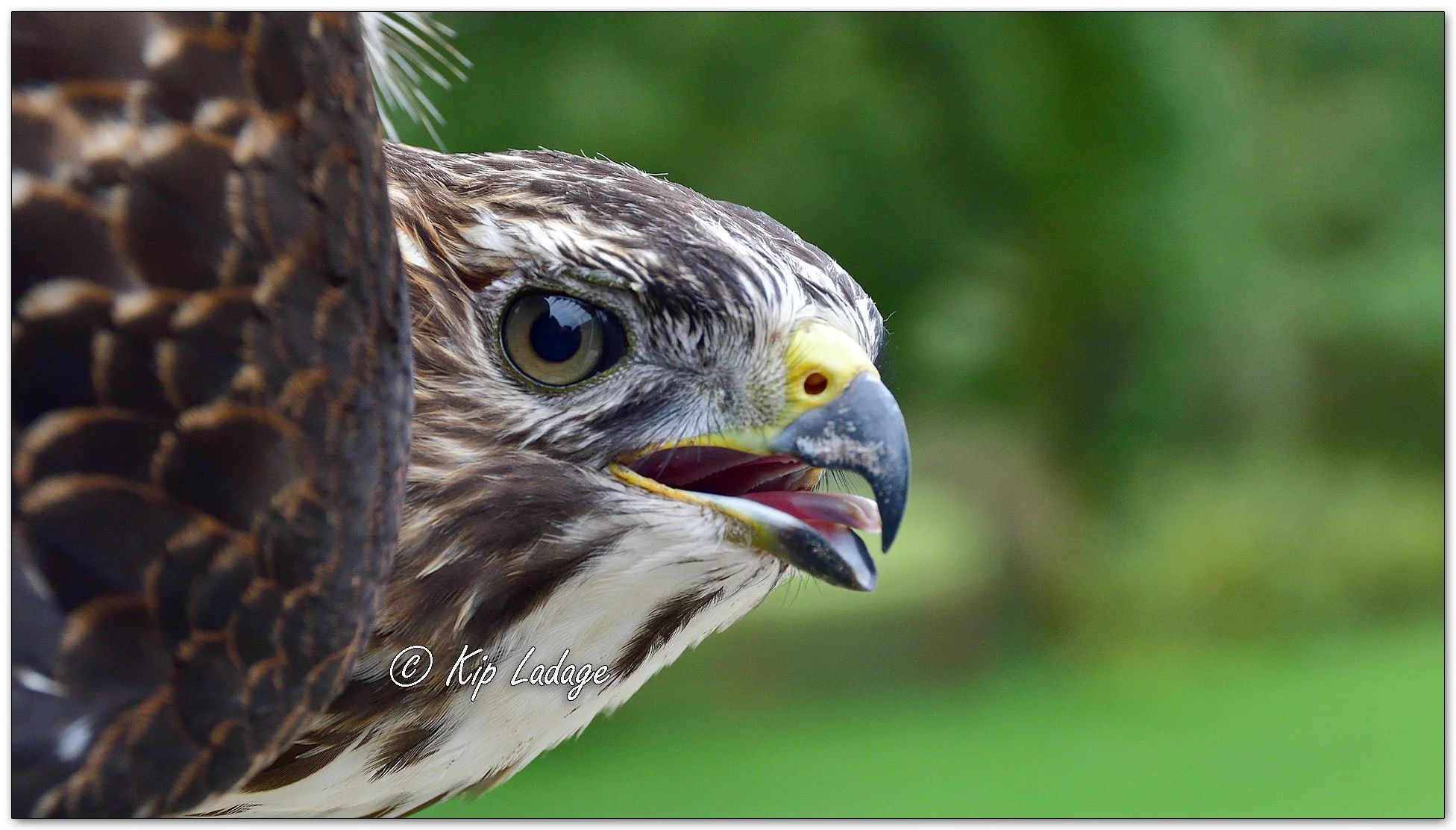 Broad-winged Hawk - Image 1154687