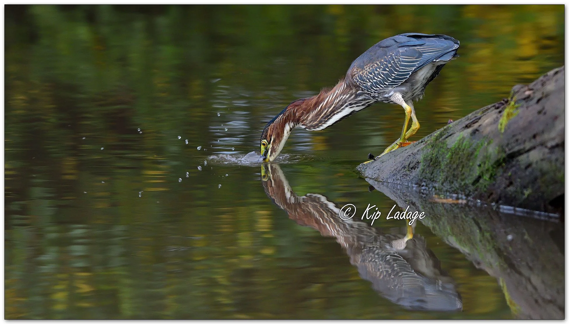 Green Heron - Image 1157758