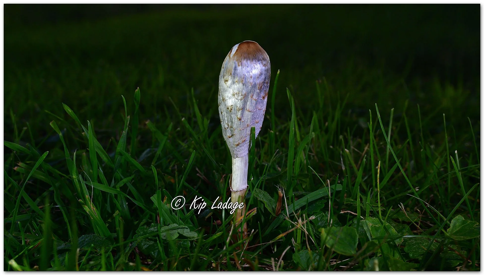 Decaying Shaggy Mane (Ink Cap) - Image 1158979