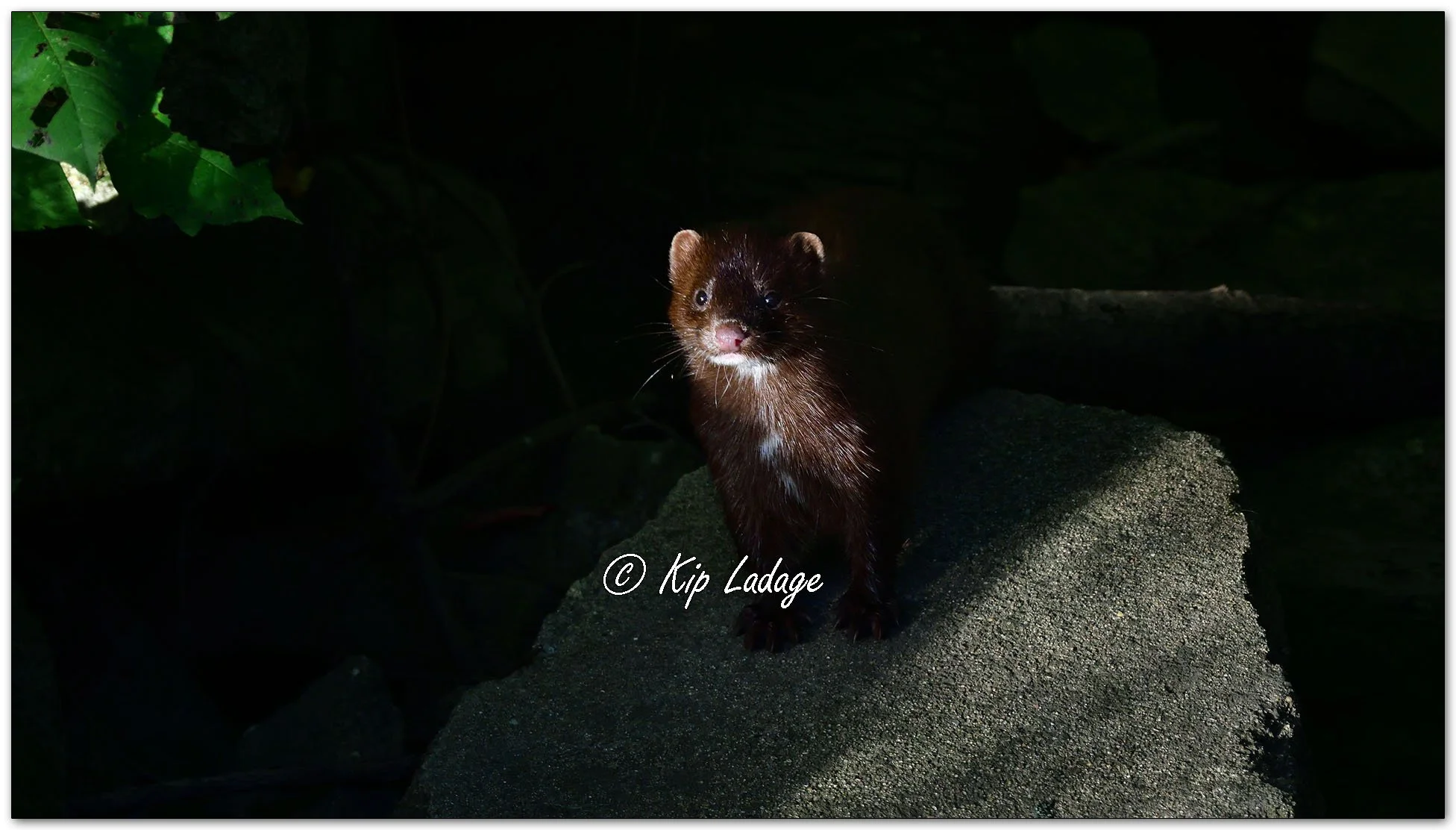 Mink - Image 1159688