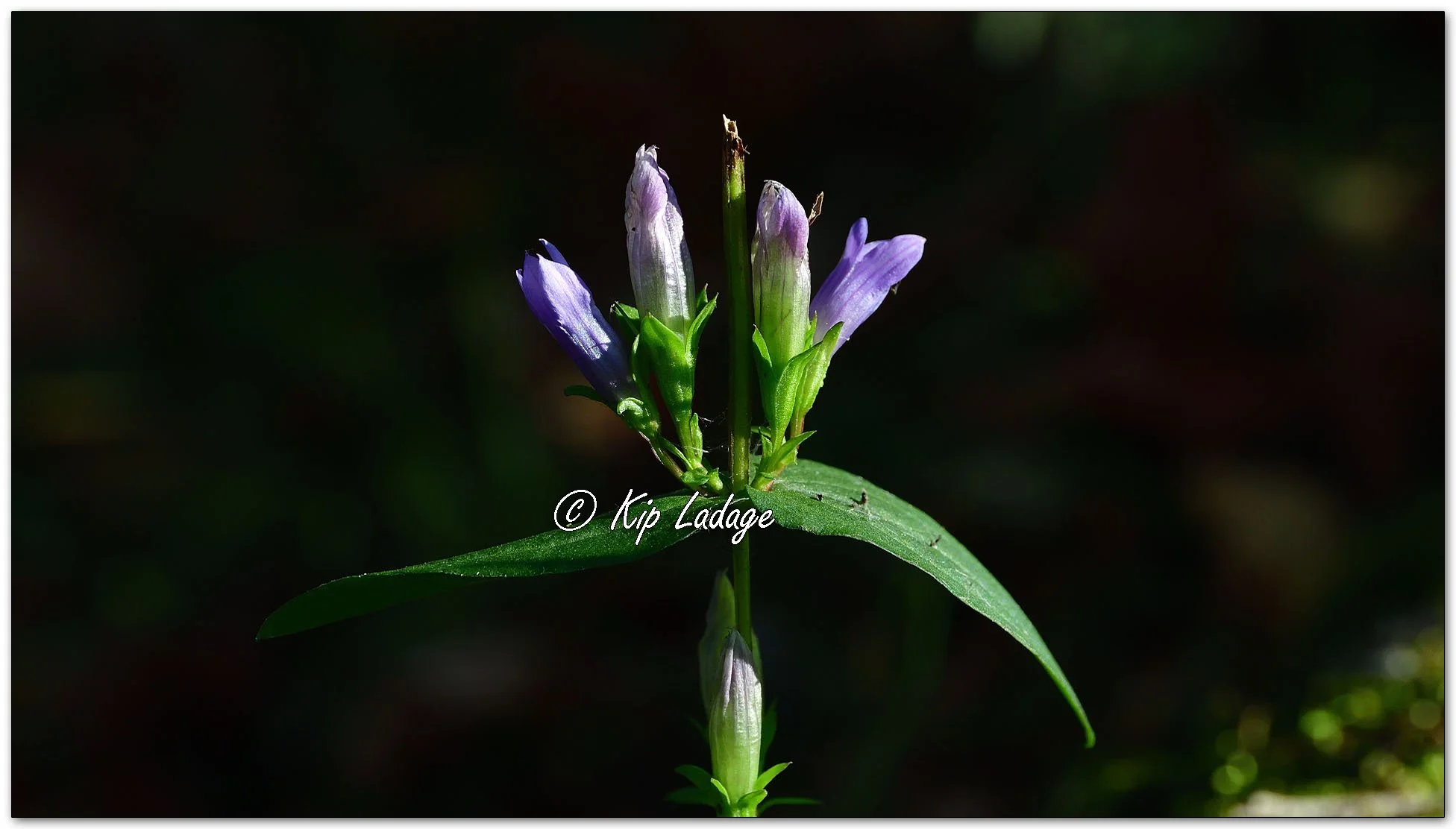 Stiff Gentian - Image 1162035