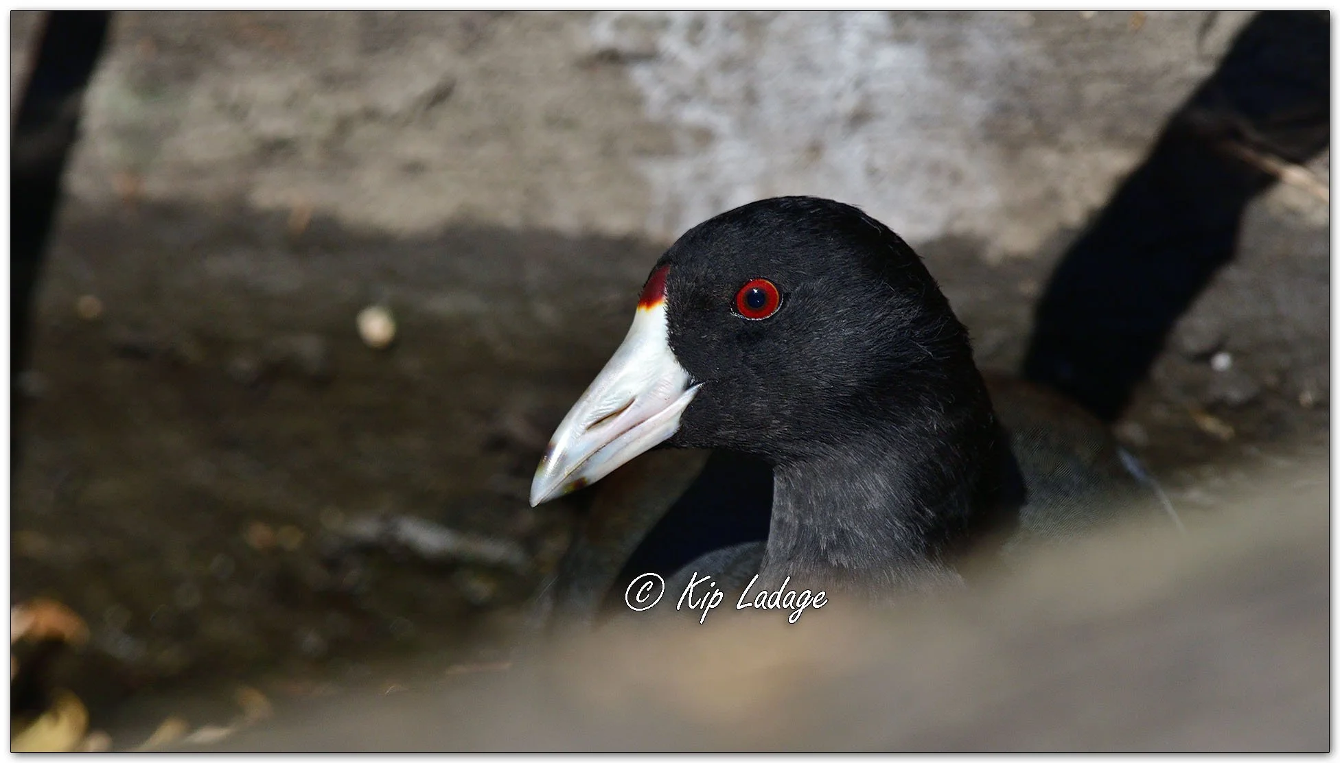 American Coot - Image 1164206
