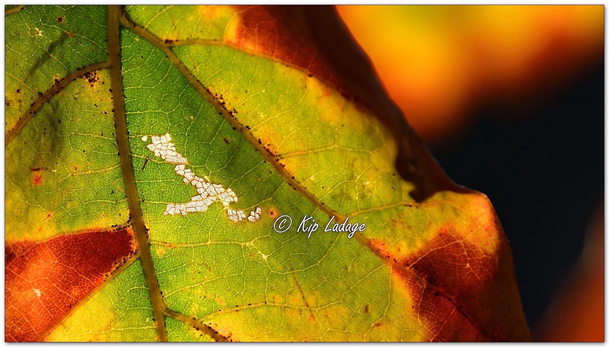 Kip’s Comments - October 20, 2026 — LadagePhotography.com