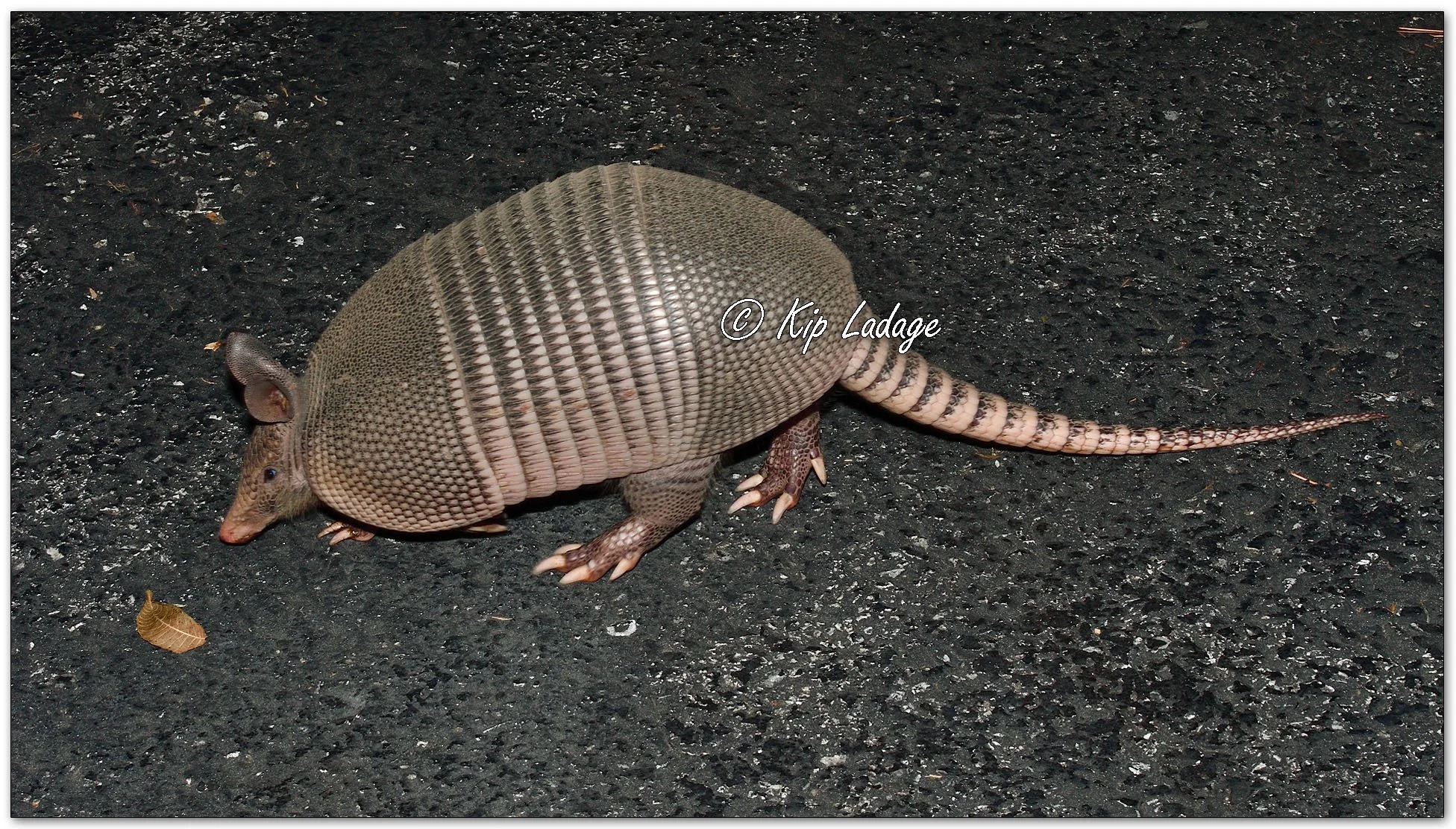 Armadillo - Image 1166341