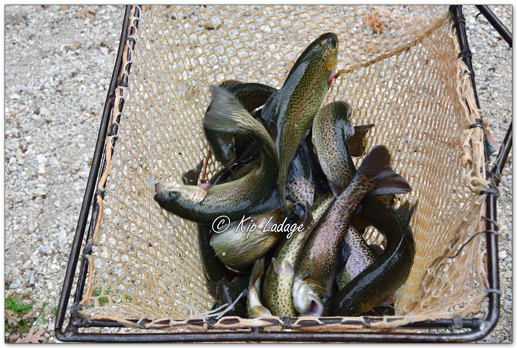 Rainbow Trout in Net for Stocking - Image 1167672