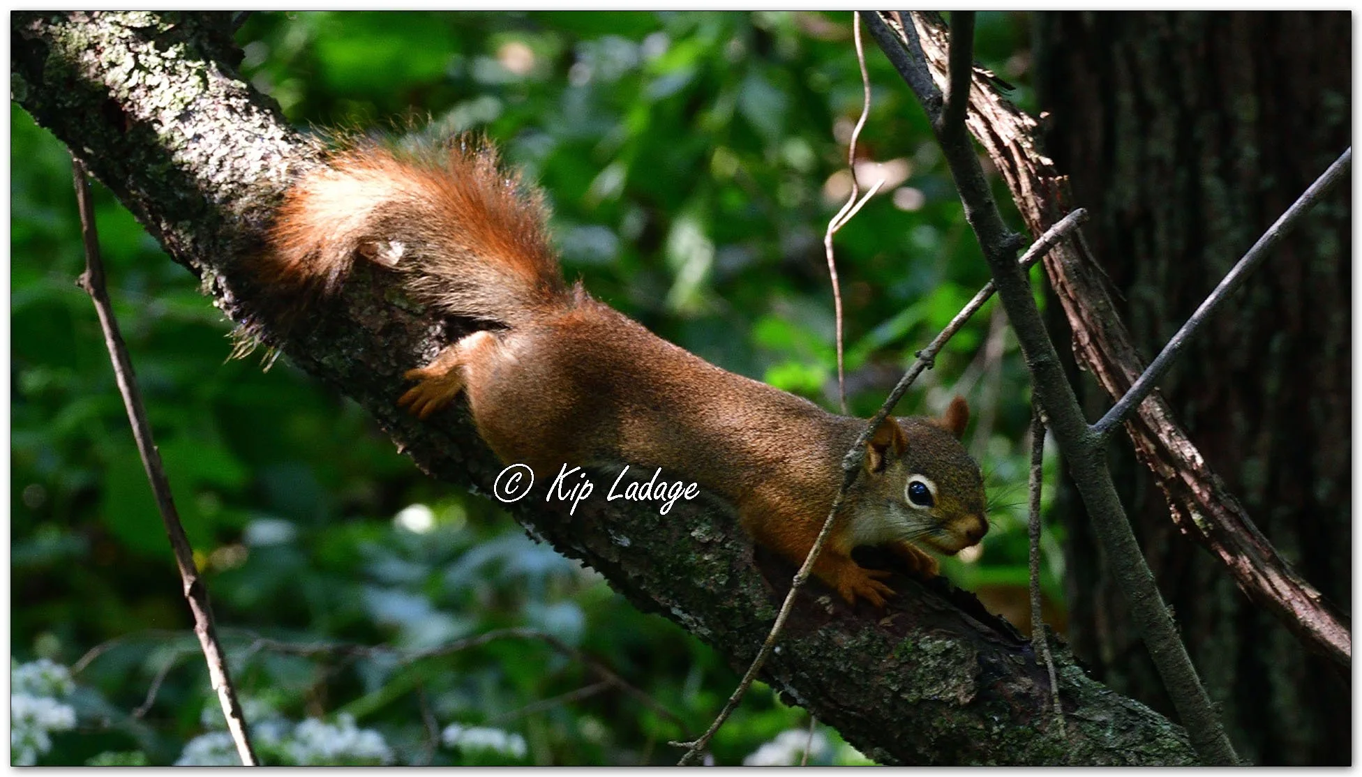 Red Squirrel - Image 1142910