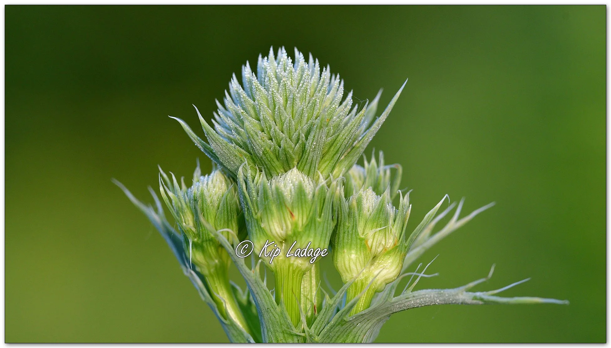 Rattlesnake Master - Image 1111605