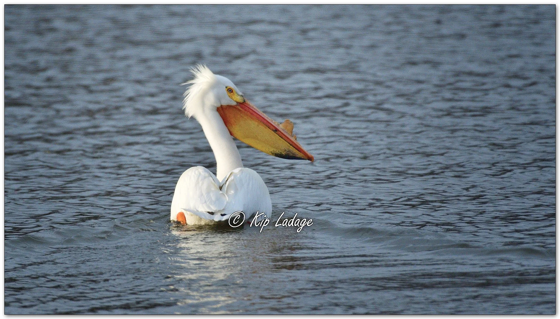 American White Pelican - Image 1081381