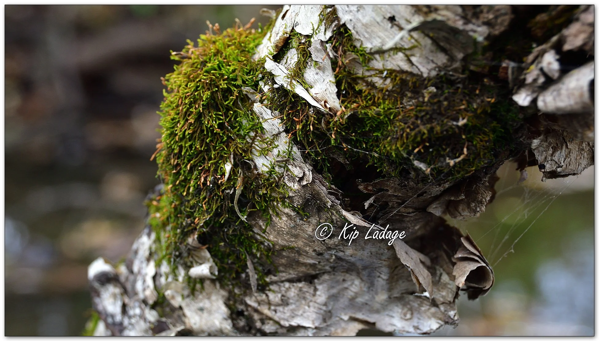 Moss on River Birch - Image 1168155