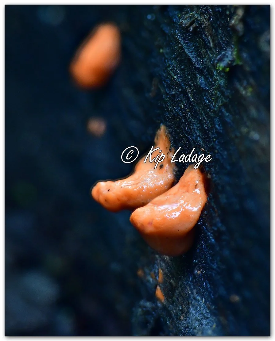 Cinnabar-red Polypore - Image 1151342