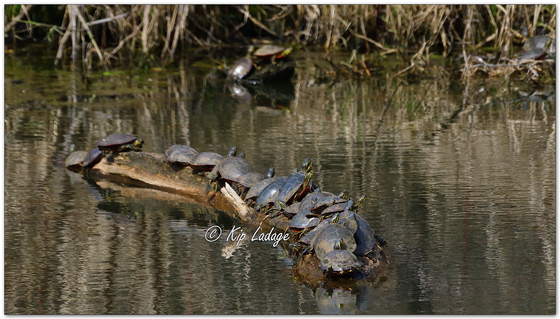 Turtles on Log - Image 1080159