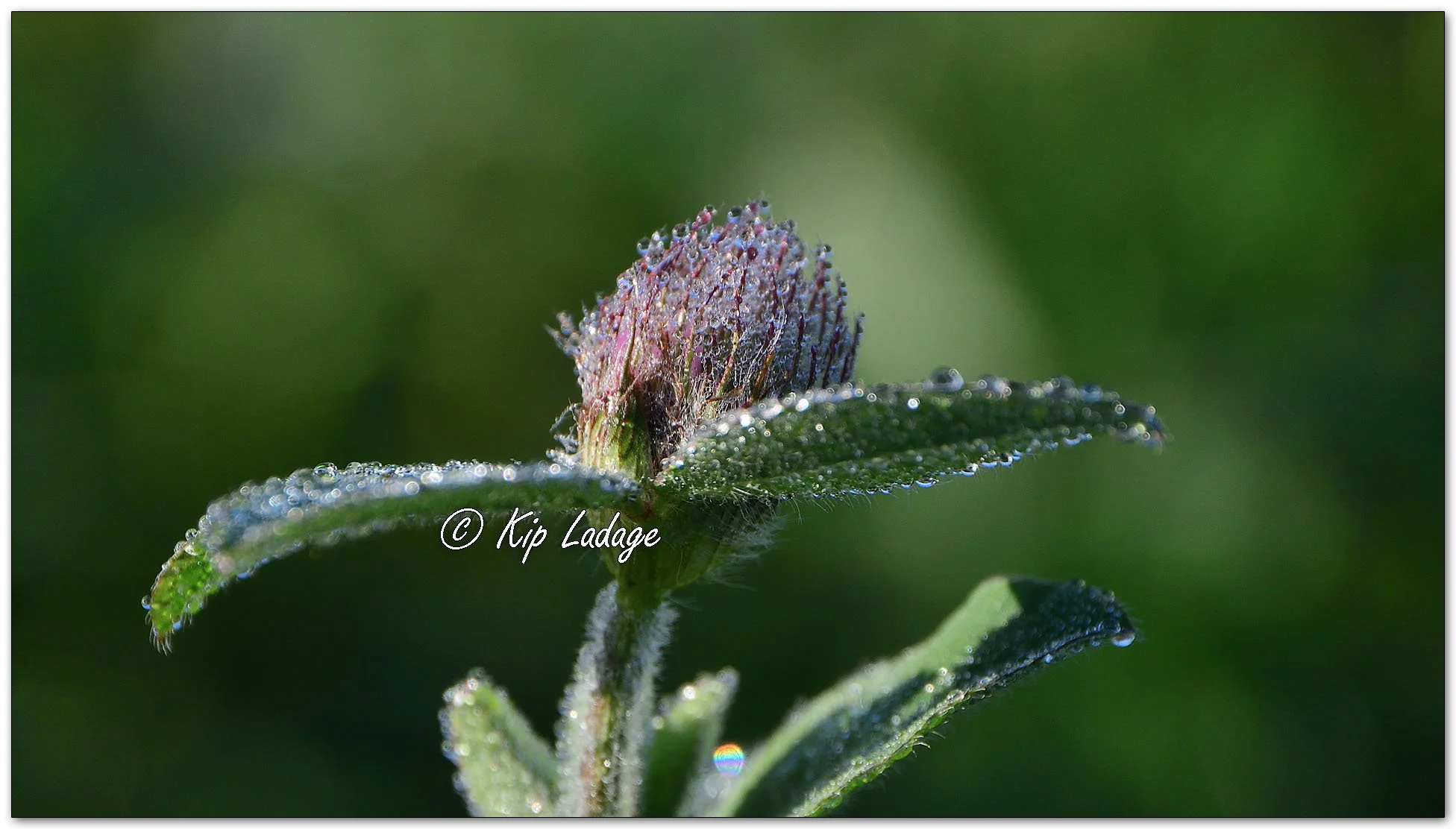 Dew-covered Red Clover - Image 1159134