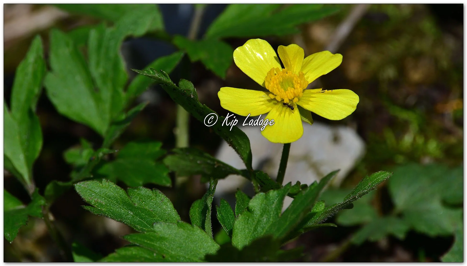 Bristly Buttercup - Image 1099577