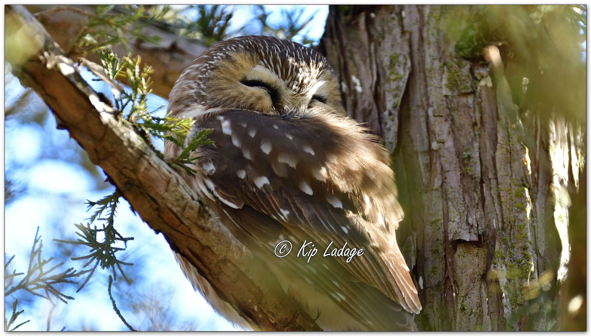 Saw-whet Owl - Image 1055620