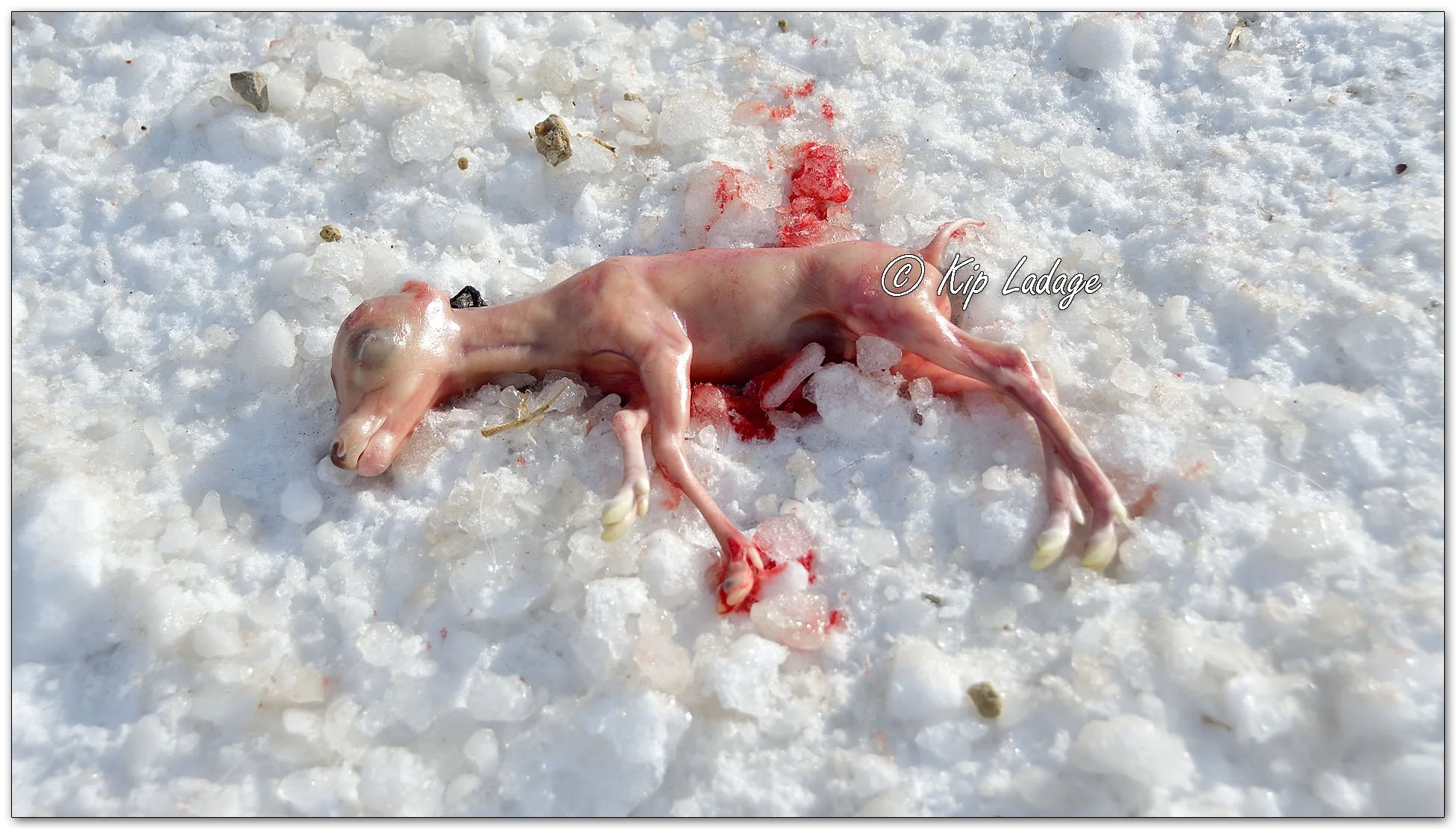 Dead Whitetail Deer Fetus - Image 1074253