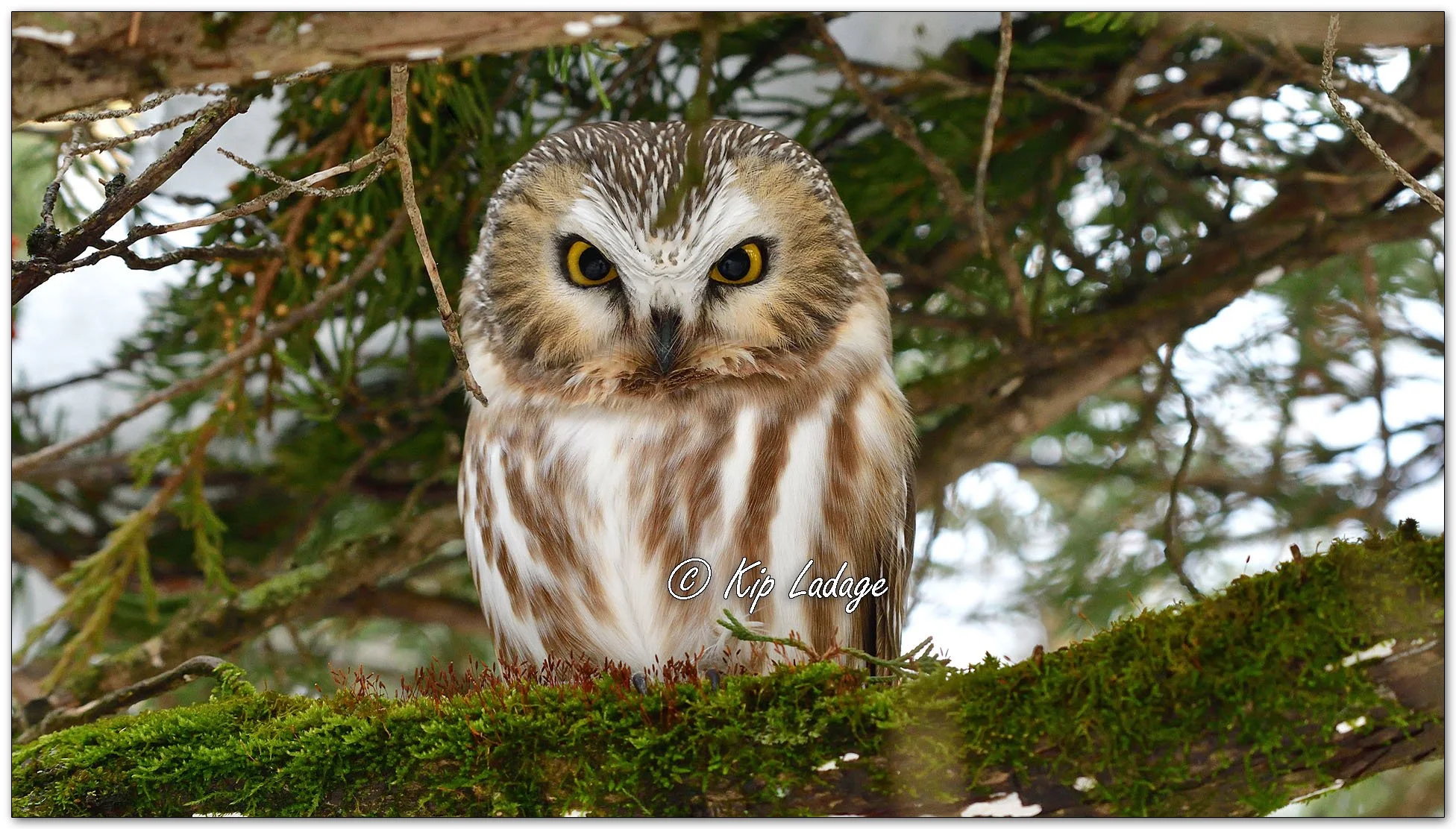 Saw-whet Owl - Image 1051881