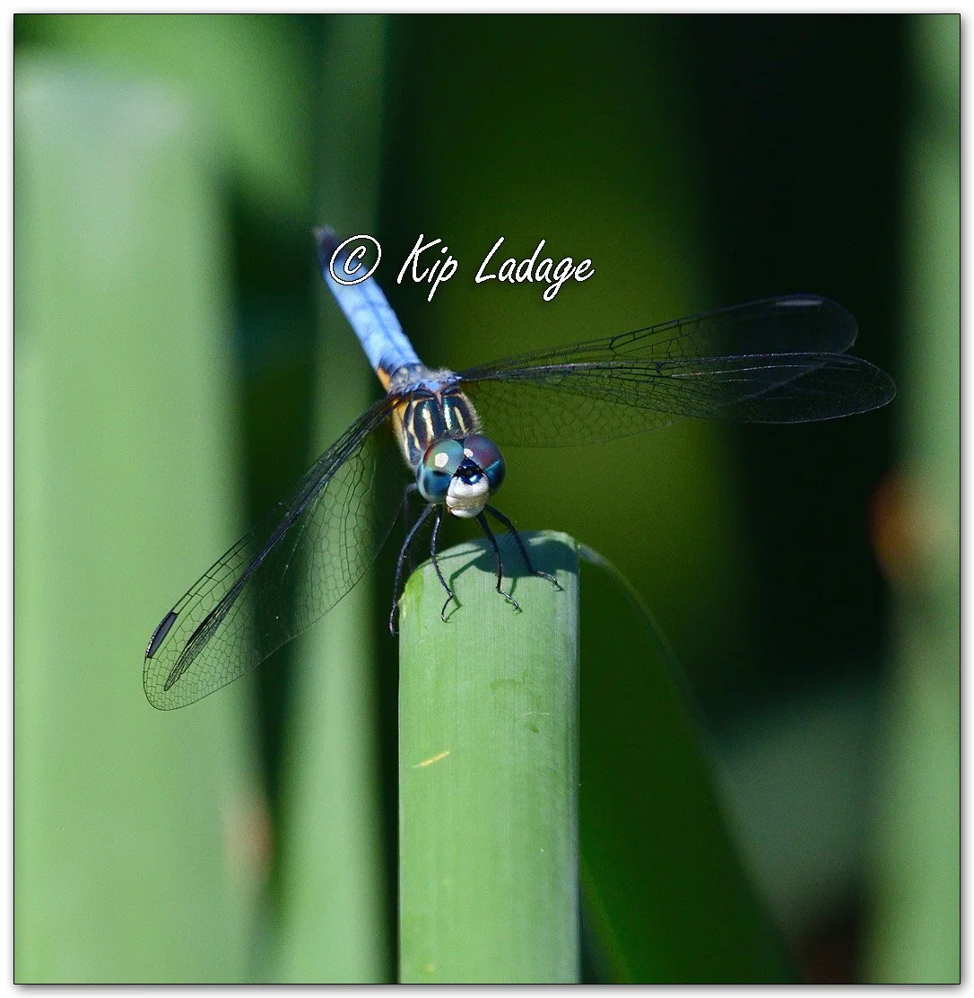 Blue Dasher Dragonfly - Image 1120083