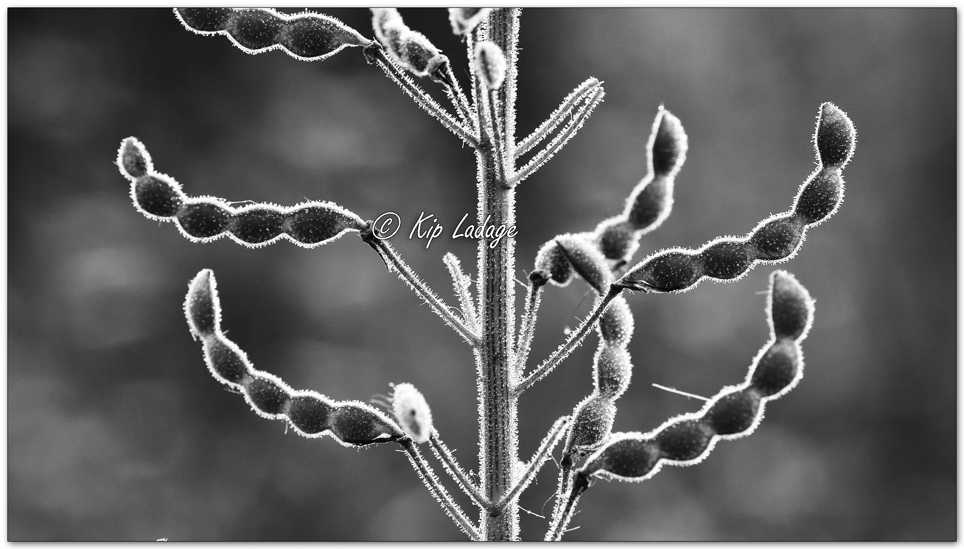 Panicled Ticktrefoil - Image 1127496mono