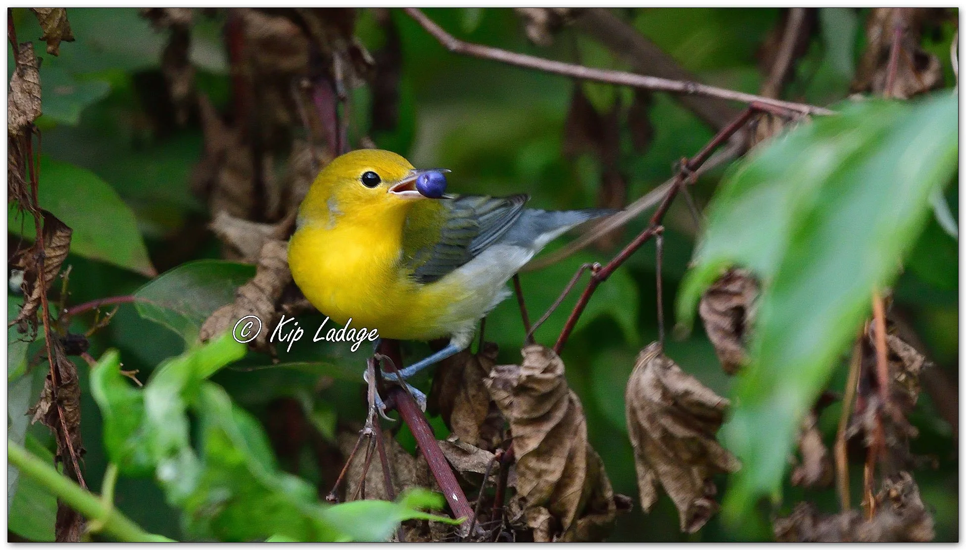 Prothonotary Warbler - Image 1142518