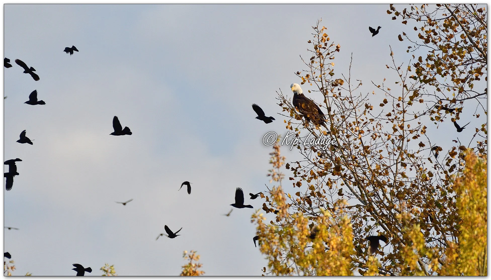 Bald Eagle Along Wapsipinicon River - Image 1162811