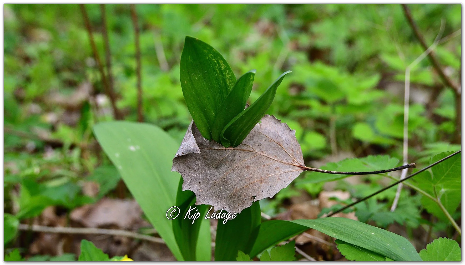 Autumn Leaf vs Leek (Ramp) - Image 1091300