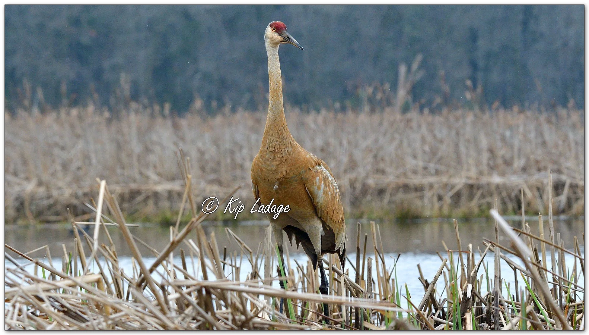 Sandhill Crane - Image 1088739