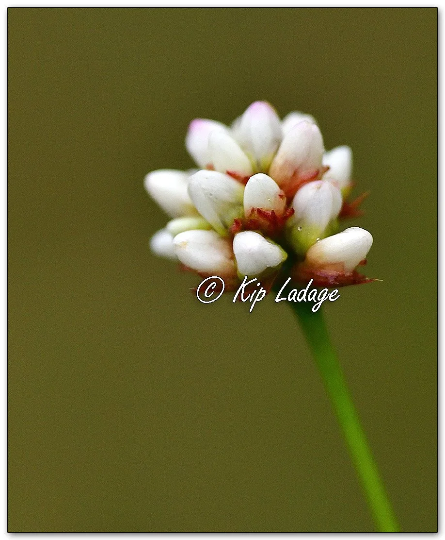 Arrow-leafed Smartweed - Image 1147221