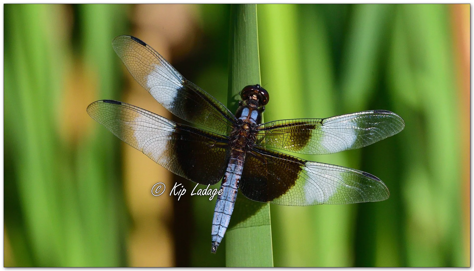 Widow Skimmer Dragonfly - Image 1121324