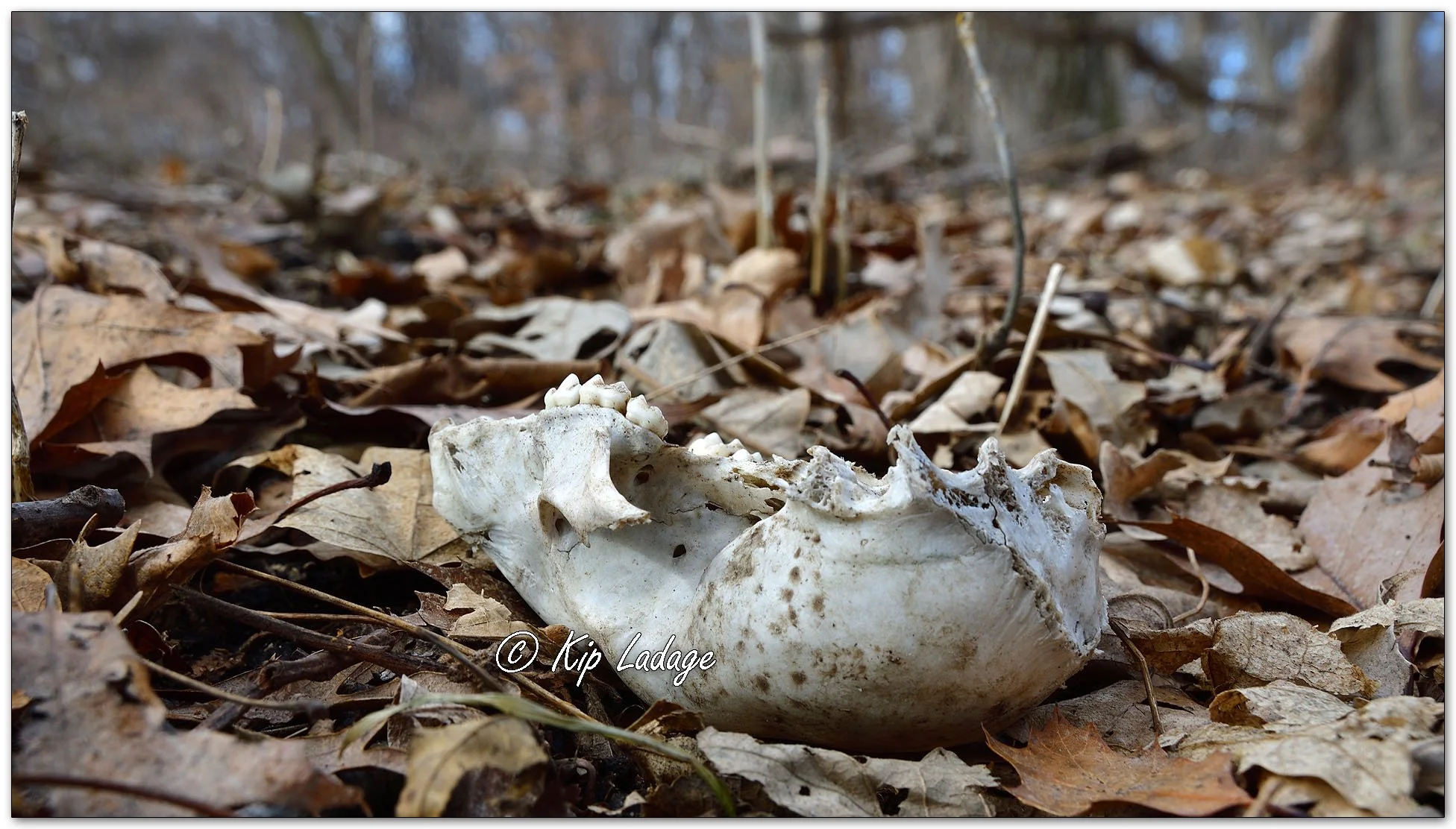 Possible Opossum Skull - Image 1063512